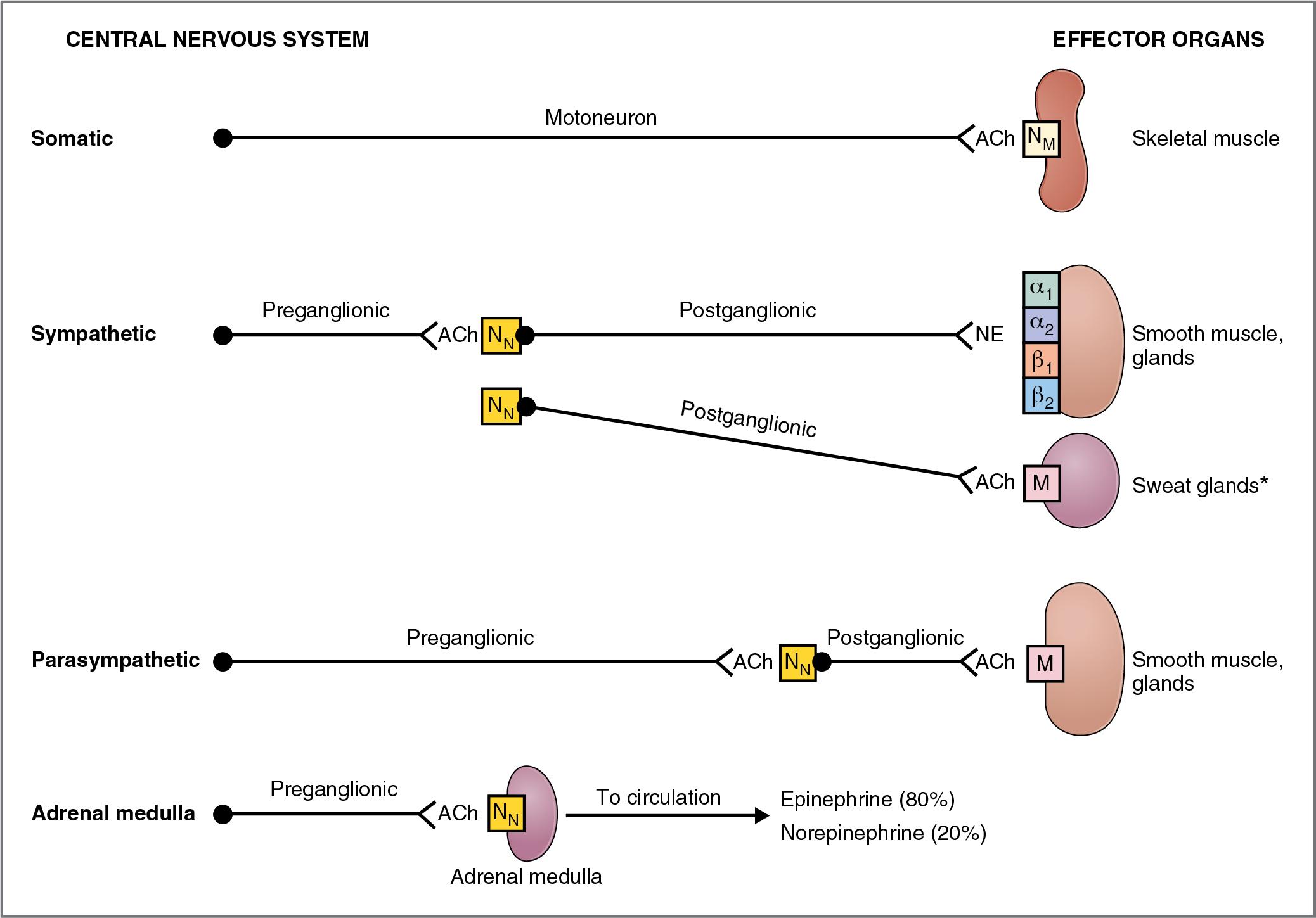 Fig. 2.1, Organization of the autonomic nervous system.
