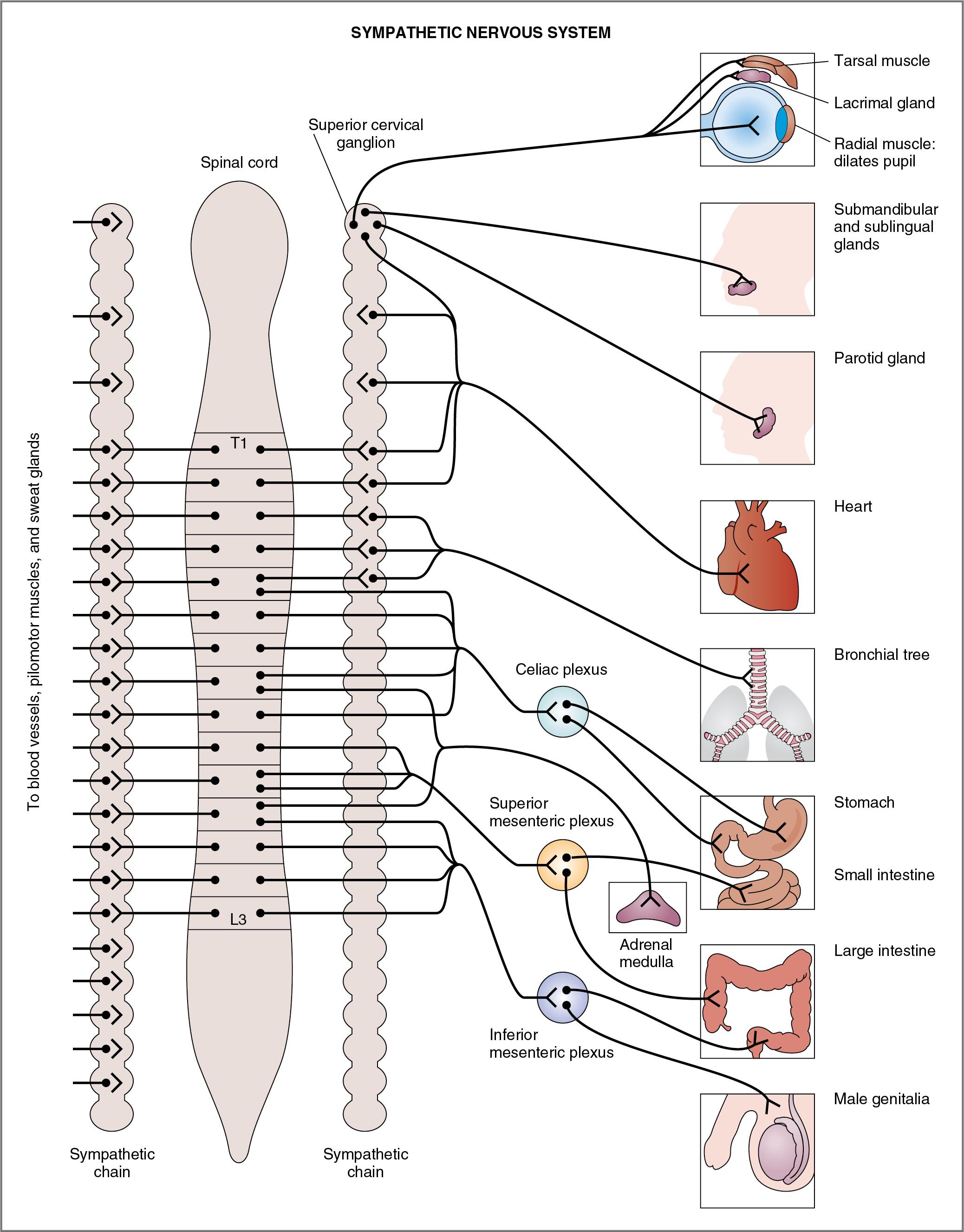 Fig. 2.2, Innervation of the sympathetic nervous system.