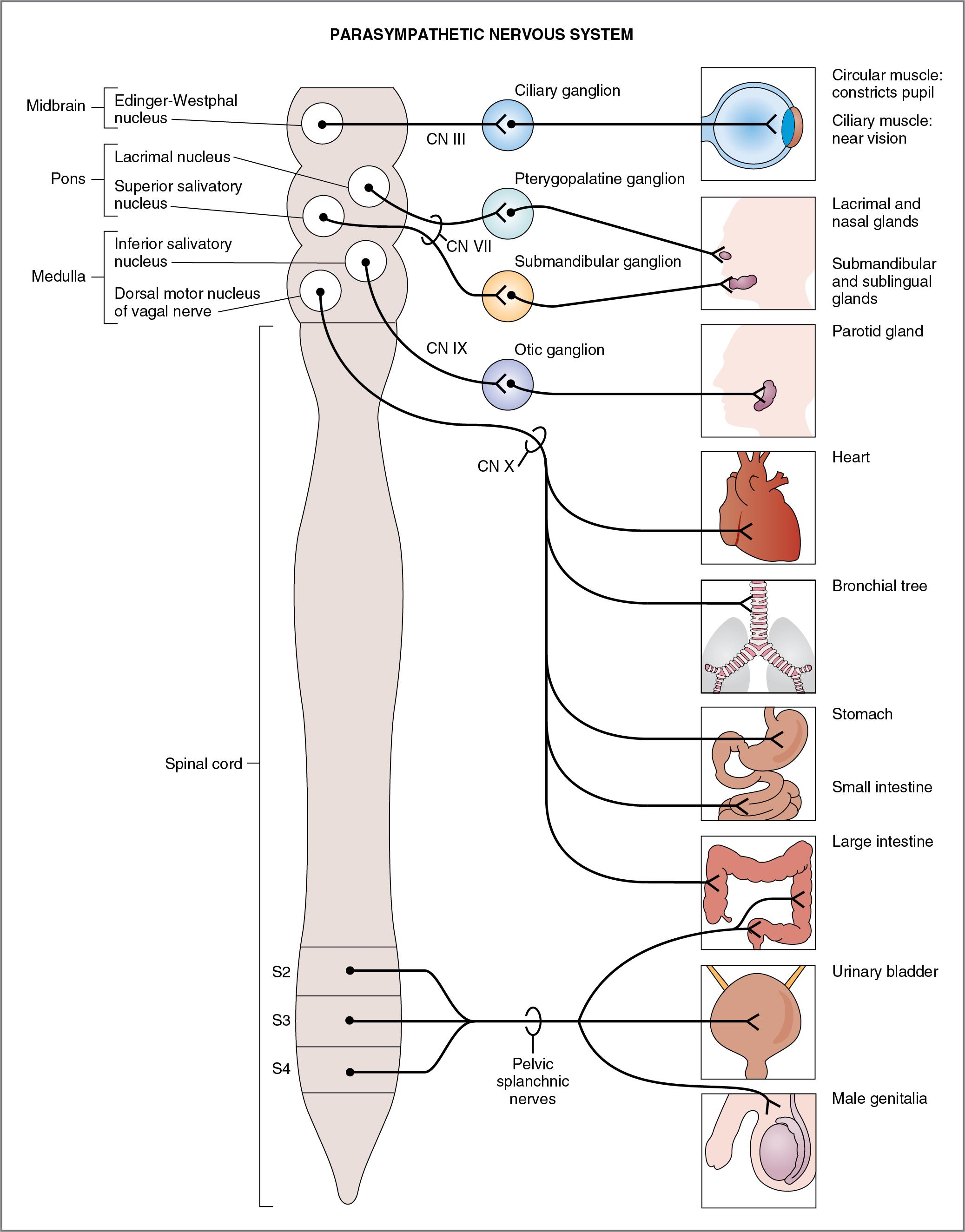Fig. 2.3, Innervation of the parasympathetic nervous system.