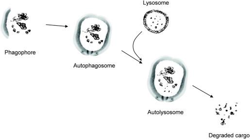 Figure 6.1, Schematic representation of autophagy process.