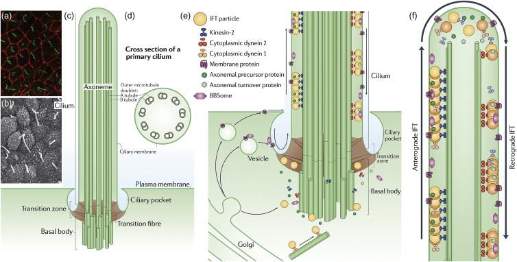 Figure 80.2, Structural and functional elements of cilia. a : Immunofluorescence image of primary cilia (green) in inner medullary collecting duct (IMCD3) cells; basal bodies, magenta; cell–cell junctions, red. b: Scanning electron micrographs of cilia at the mouse embryonic node. c, d : Primary cilia differ from motile cilia in that the ciliary axoneme is comprised of nine pairs of microtubules without a central pair (9+0). Primary cilium arises from the basal body which is comprised of the centrosome in non-mitotic cells. The base of the cilium has a circumferential invagination of the plasma membrane called the ciliary pocket and is separated from the rest of the cell body by the transition zone. e . The transition zone complex, which includes several members of the NPHP, JBTS and MKS protein families, serves to selectively sort proteins that enter and exit the cilium. Proteins pass through the transition zone by either of two processes. Intraflagellar transport (IFT) involves loading of cytoplasmic proteins onto large multiprotein complexes (IFT particles) that move along the outer doublet microtubules beneath the ciliary membrane. Proteins destined for the ciliary membrane (e.g., the polycystins) are synthesized in the endoplasmic reticulum, processed through the Golgi stack and trafficked into vesicles that dock near the ciliary base in a process dependent on the BBSome comprised of proteins associated with BBS. f : The IFT particles, comprised of complexes A and B and their cargo, including the BBSome and integral membrane proteins such as polycystins, are moved toward the tip of the cilium by the anterograde motor protein kinesin-2. Once at the tip, the cargo is released and the IFT complexes rearrange so that kinesin-2 is replaced by cytoplasmic dynein-2 which acts as the retrograde motor to carry the particles back to the cell body