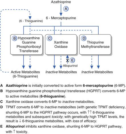 Fig. 15.2, Azathioprine Metabolic Pathways.