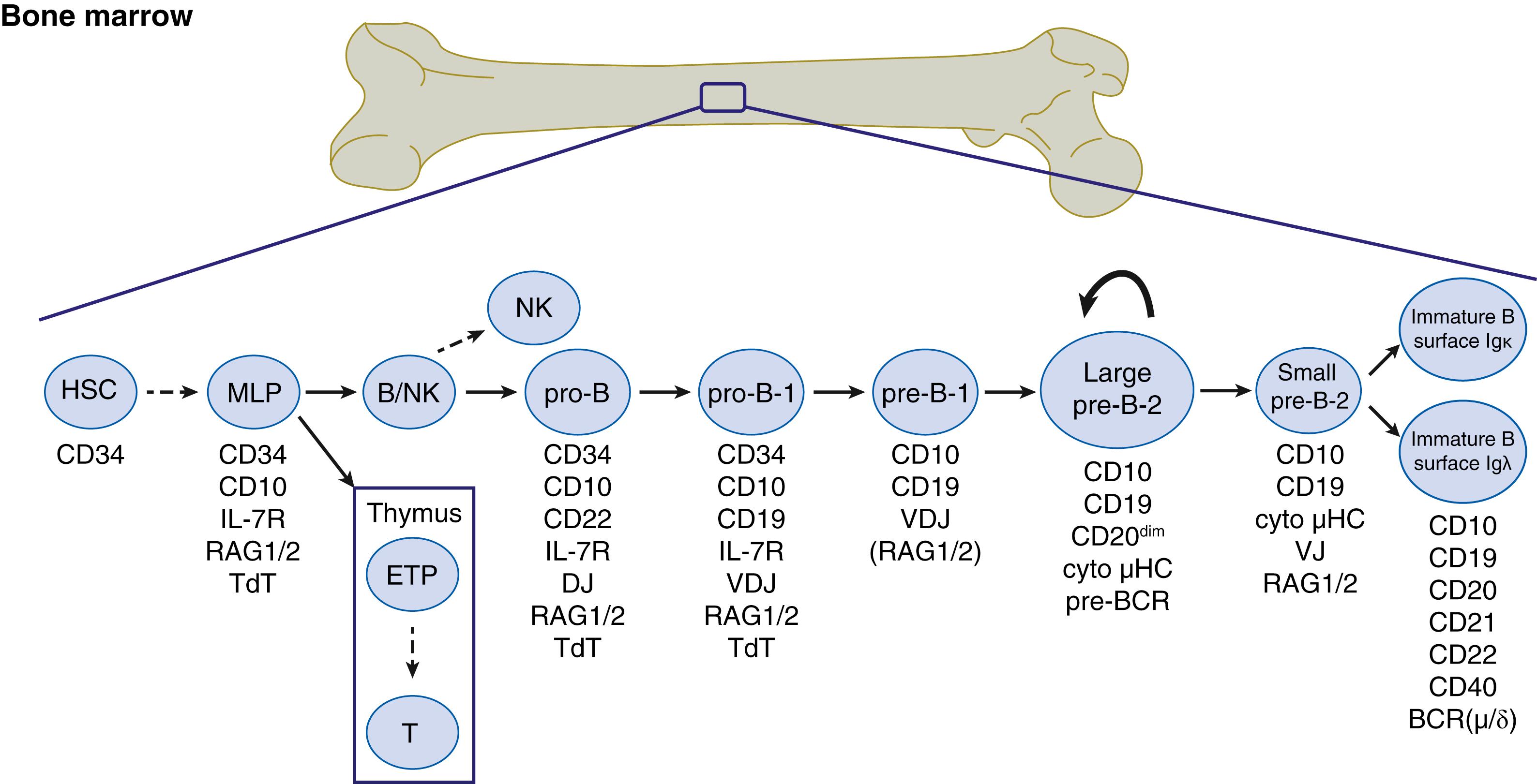 Fig. 117.1, B-cell development in the bone marrow. Hematopoietic stem cells (HSCs) differentiate into multipotent lymphoid progenitors (MLPs) that represent cells committed to the lymphoid lineages, at the exclusion of myeloid/erythroid lineages. Some MLPs likely migrate to the thymus, where they undergo development into early thymic progenitors (ETPs) , followed by development into T lymphocytes. Alternatively, MLPs differentiate into a B/natural killer (NK) cell progenitor in the marrow. Commitment to the B-lineage is initiated when the immunoglobulin (Ig) heavy chain locus undergoes D-to-J (pro-B) and then V-to-DJ (pro-B-1) rearrangement. Large pre-B-2 cells that have successfully rearranged the IgH locus express the μ heavy chain protein paired with the surrogate light chain as the pre-B-cell receptor (pre-BCR). Large pre-B-2 cells undergo several rounds of cell division (curved arrow). Rearrangement of the Ig light chain at either the κ or λ loci occurs in small pre-B-2 cells, which then express functionally rearranged IgH and IgL genes as the BCR to become immature B cells. Most immature B cells express IgM and IgD. B-lineage cells that fail to make successful (i.e., in-frame) IgH and IgL rearrangements undergo apoptosis in the marrow (not shown). Dashed lines indicate that more than one developmental stage exists between two cell types. IL, Interleukin; RAG, recombination activating gene; TdT, terminal deoxynucleotidyl transferase. Other gene products with a critical role in and/or useful for characterizing developmental stages by flow cytometry are shown.