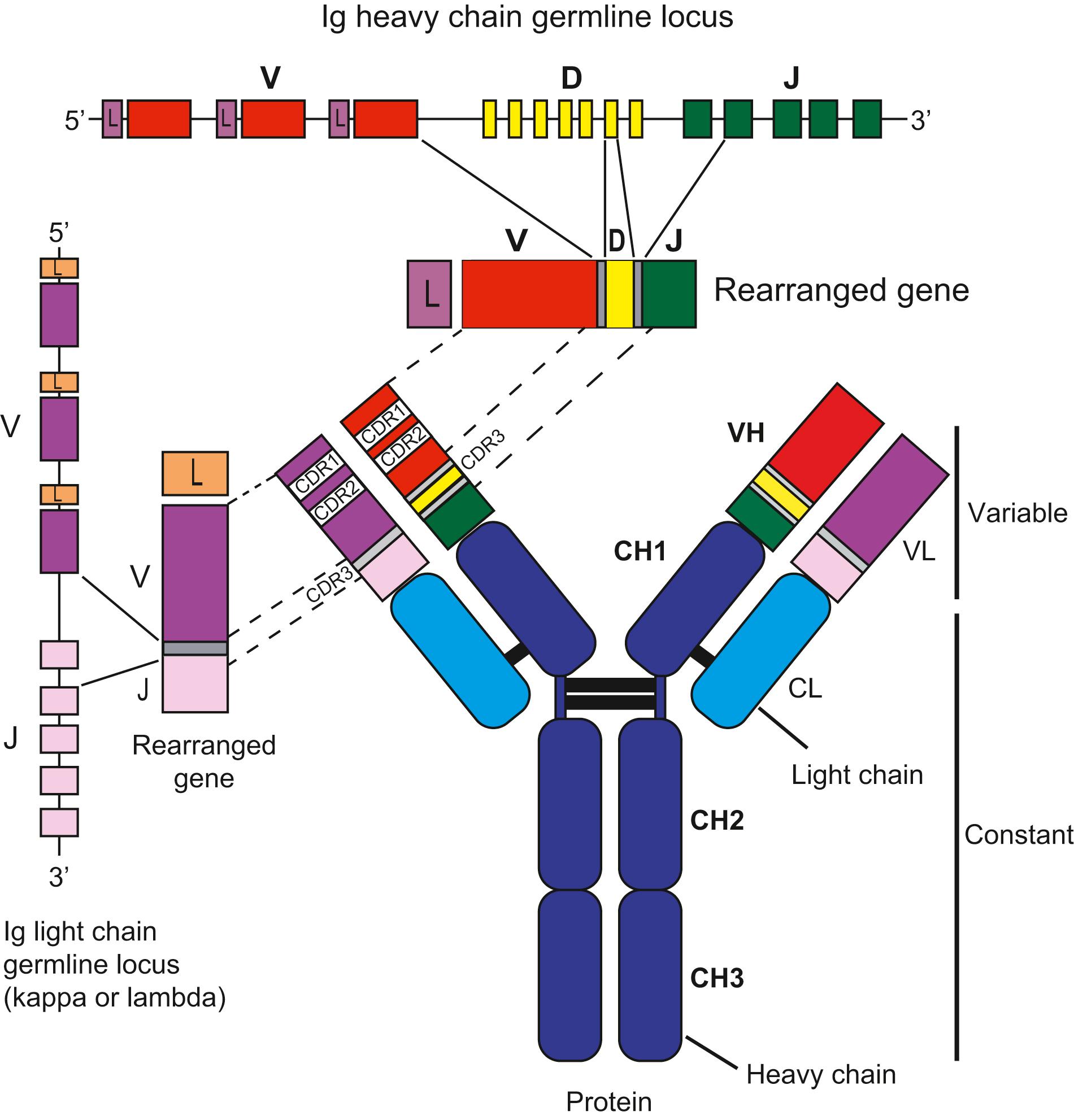 Fig. 117.2, Schematic representation of antibody structure showing contributions of germline gene segments in immunoglobulin (Ig) heavy (top) and light (left side) chain loci. IgH D and J gene segments are first selected and joined together, followed by rearrangement of a V segment to the DJ product. During rearrangement, the ends of the gene segments are subject to exonuclease digestion and insertion of random nucleotides creating sequence diversity at the V-D-J junctional regions. A similar process of rearrangement takes place for light chain V and J segments. These junctional regions encode the complementarity-determining region 3 (CDR3) loops, which are often involved in antigen binding. Ig constant region exons (IgH domains: CH1, CH2, and CH3; IgL domain: CL) are located downstream of V(D)J gene segments and are joined to the rearranged V(D)J region by mRNA splicing. L , Leader (signal sequence) sequence that encodes a peptide required for entry into the endoplasmic reticulum during protein synthesis but is removed from the final protein.