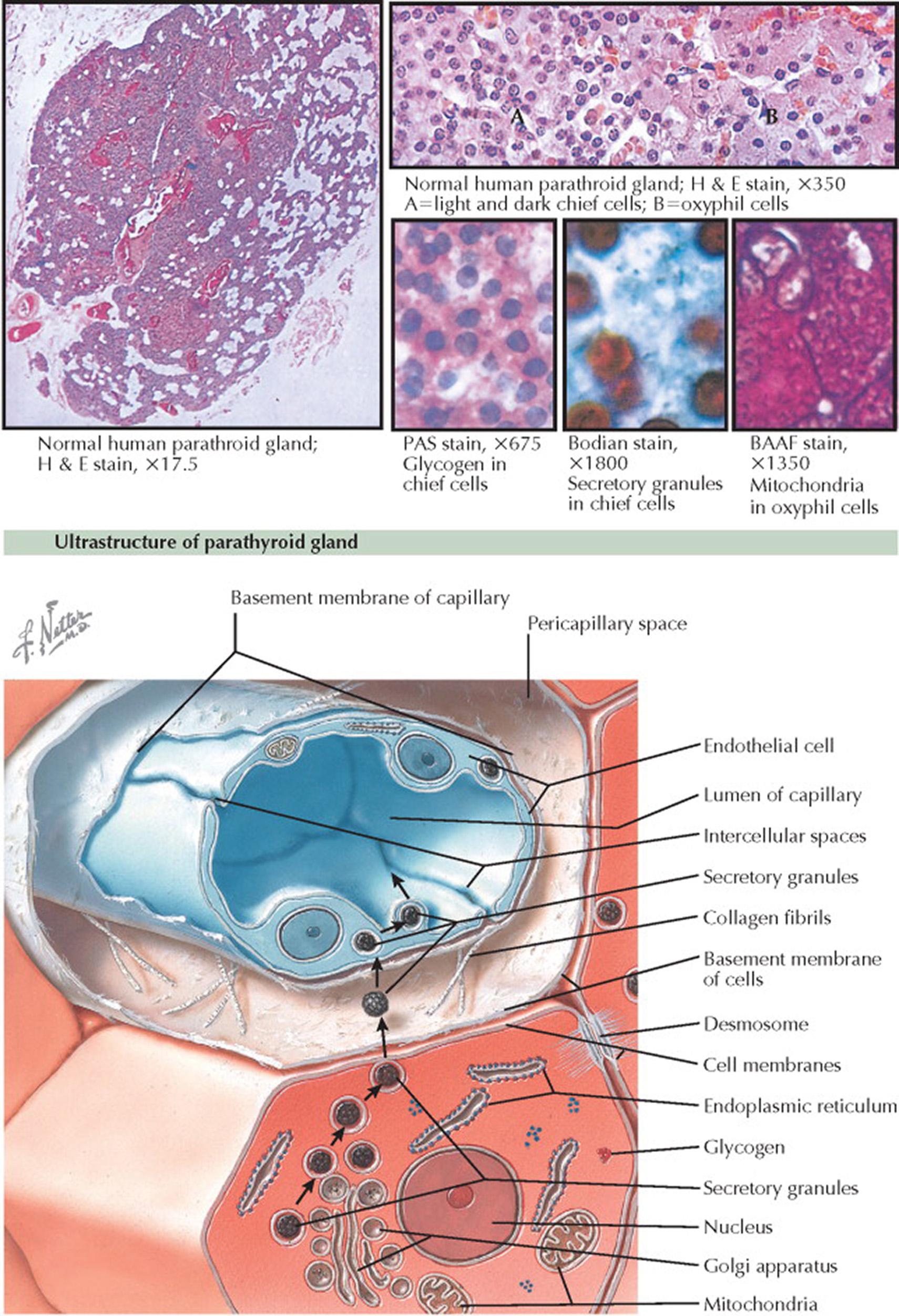 Plate 6-1