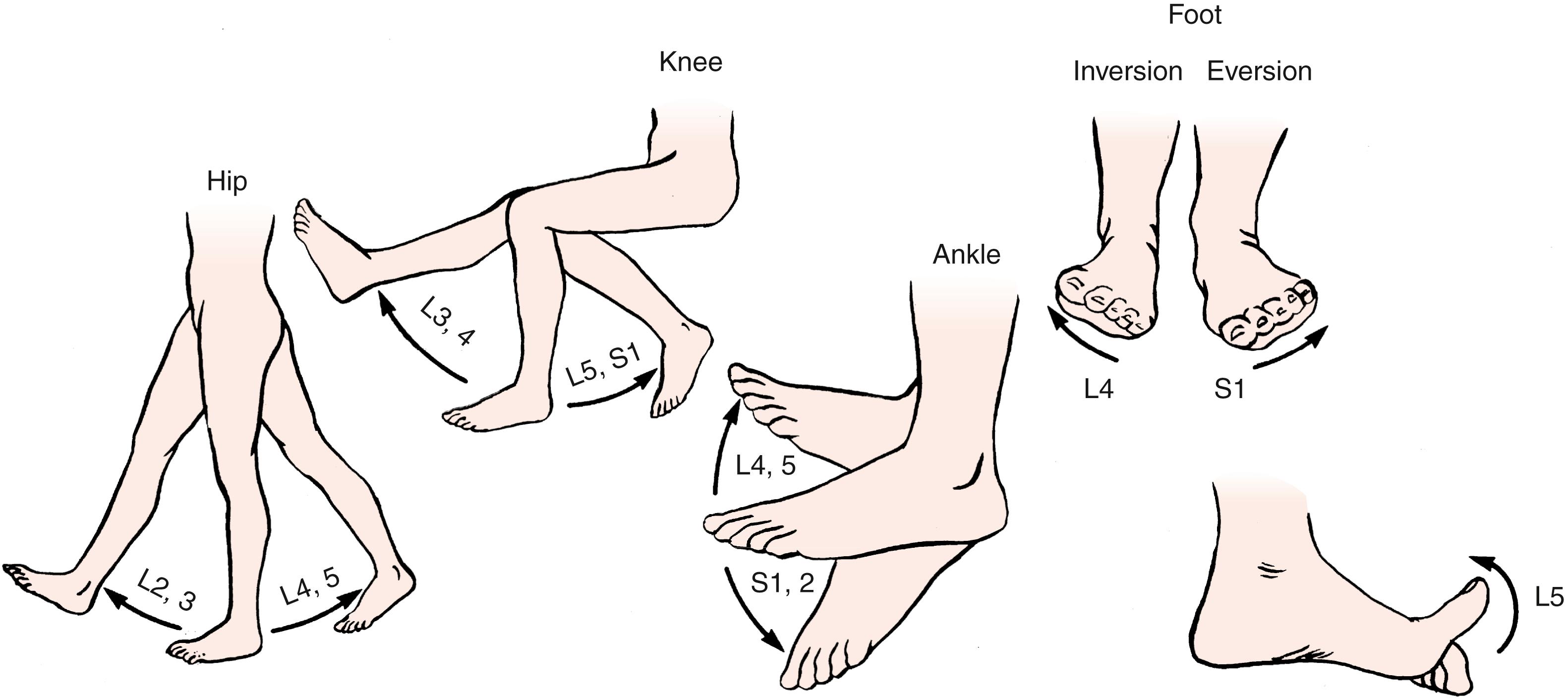Fig. 46.3, Motor control of the lower extremity.