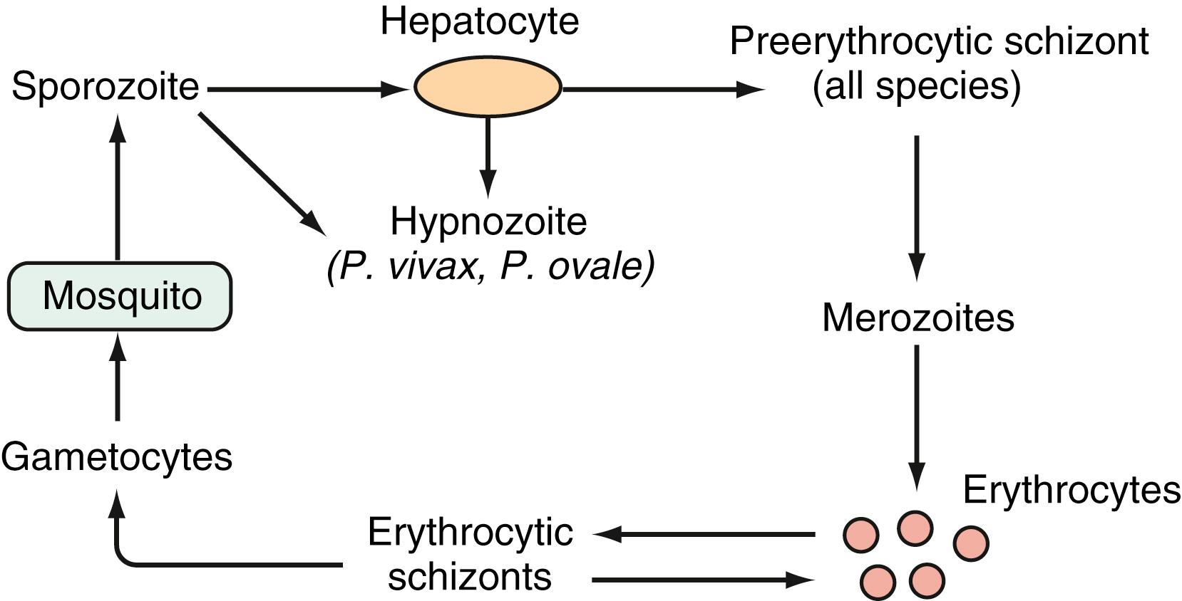 Fig. 84.1, The life cycle of Plasmodium species.