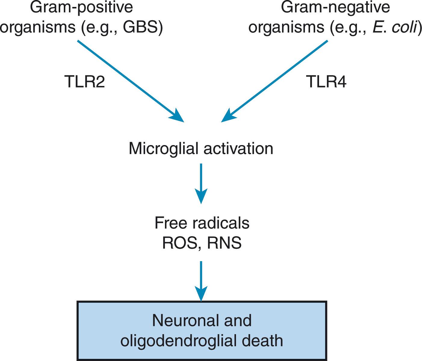 Fig. 39.9, Role of the innate immune response in the pathogenesis of neuronal and oligodendroglial death in bacterial meningitis. Microglia contain the two Toll-like receptors that are activated by specific molecular components of gram-positive ( TLR2 ) and gram-negative organisms ( TLR4 ) (see text). Microglial activation and release of toxic reactive oxygen species ( ROS ) and reactive nitrogen species ( RNS ) lead to cell death in both gray (neuronal) and white (oligodendroglial) matter.