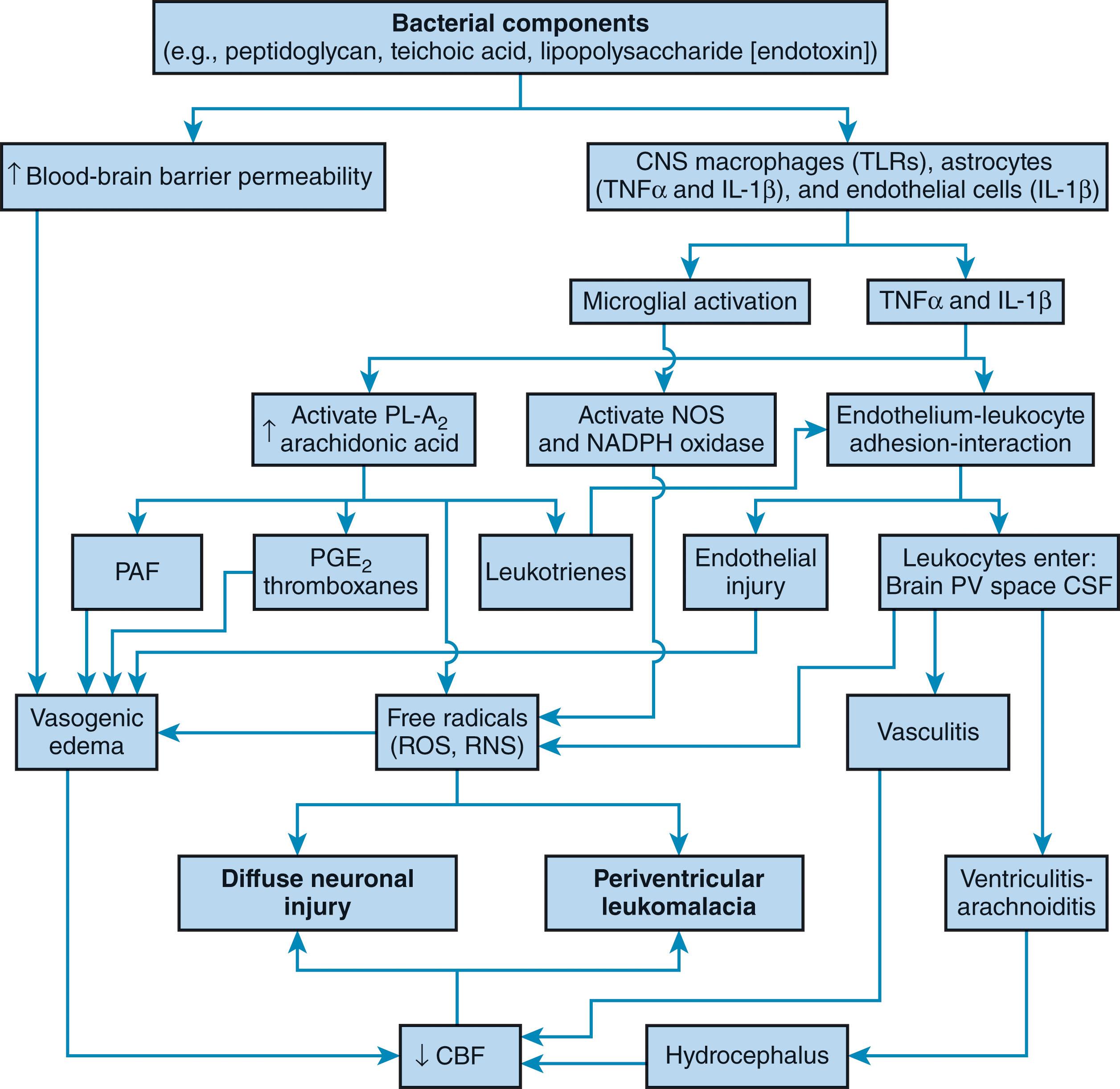 Fig. 39.10, Major mechanisms leading to brain injury, especially diffuse cerebral cortical neuronal injury and periventricular white matter injury, in neonatal bacterial meningitis. See text for details. CBF , Cerebral blood flow; CNS , central nervous system; CSF , cerebrospinal fluid; IL-1beta , interleukin-1 beta; NADPH , reduced nicotinamide adenine dinucleotide phosphate; NOS , nitric oxide synthase; PAF , platelet-activating factor; PGE 2 , prostaglandin E 2 ; PL-A 2 , phospholipase A 2 ; PV space , perivascular space (Virchow-Robin space); ROS/RNS , reactive oxygen species/reactive nitrogen species; TLR , Toll-like receptor; TNF , tumor necrosis factor.