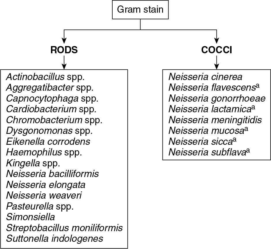 FIGURE 84.10, Fastidious gram-negative bacteria that do not grow on MAC but grow on BAP and/or CHOC. a May produce a yellowish pigment.