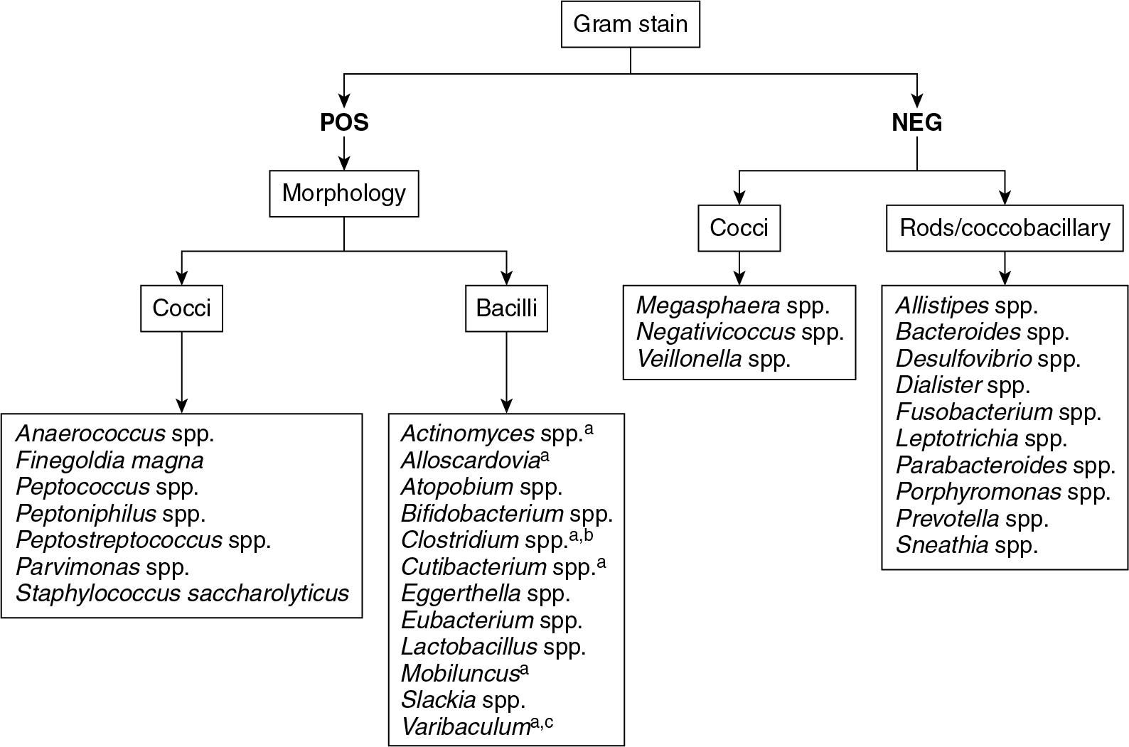 FIGURE 84.11, Algorithm for the identification of anaerobic bacteria. a Classified as an anaerobe, although some isolates/species are aerotolerant; b some isolates may stain gram variable/negative; and c curved, eyelash-like morphology.