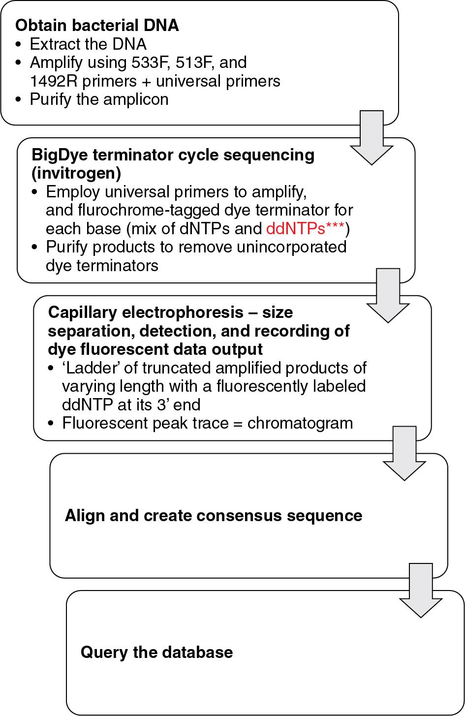 Overview of dye terminator sequencing ( red label denotes fluorescent label for each of the four bases, respectively).