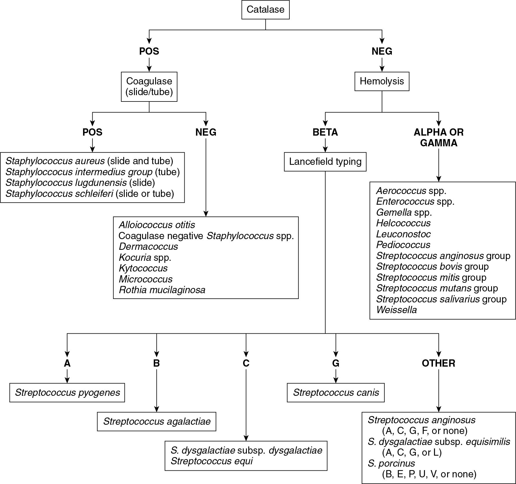 FIGURE 84.6, Algorithm for the identification of gram-positive cocci (facultative anaerobes and obligate aerobes). MALDI-TOF and sequencing have limitations with differentiating Streptococcus pneumoniae from Streptococcus mitis; phenotypic tests must be used (see Table 84.4 ) .