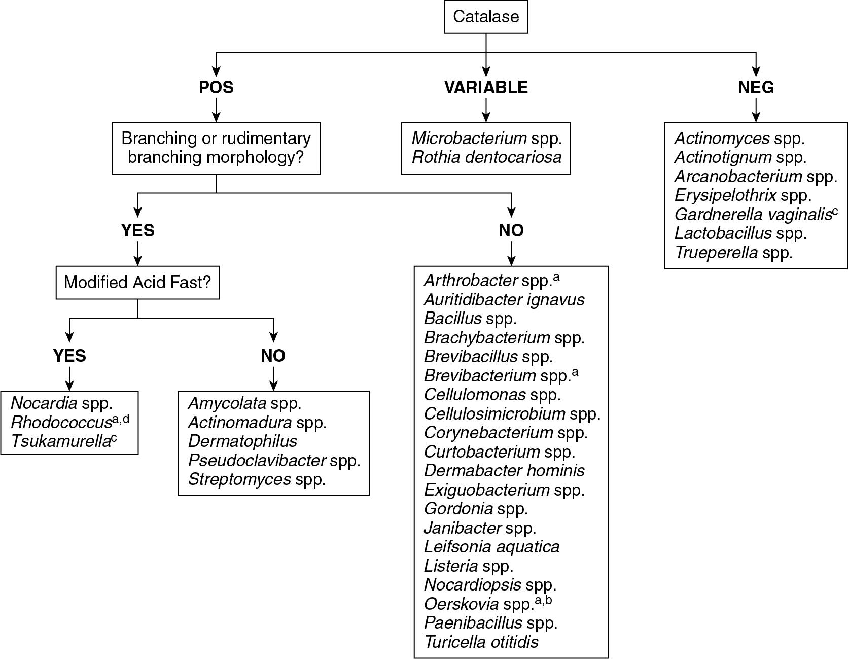 FIGURE 84.7, Algorithm for the identification of facultative anaerobes and aerobes among gram-positive rods. This algorithm is not all inclusive. a Rod-coccus cycle: younger cultures more rods, older cultures more cocci; b branching morphology; c Gram stain is often thin, gram-variable rods or coccobacilli; and d weakly modified acid-fast.