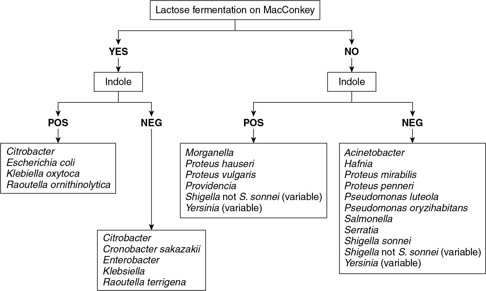 FIGURE 84.8, Algorithm for identification of oxidase negative gram-negative rods that grow on MacConkey agar.