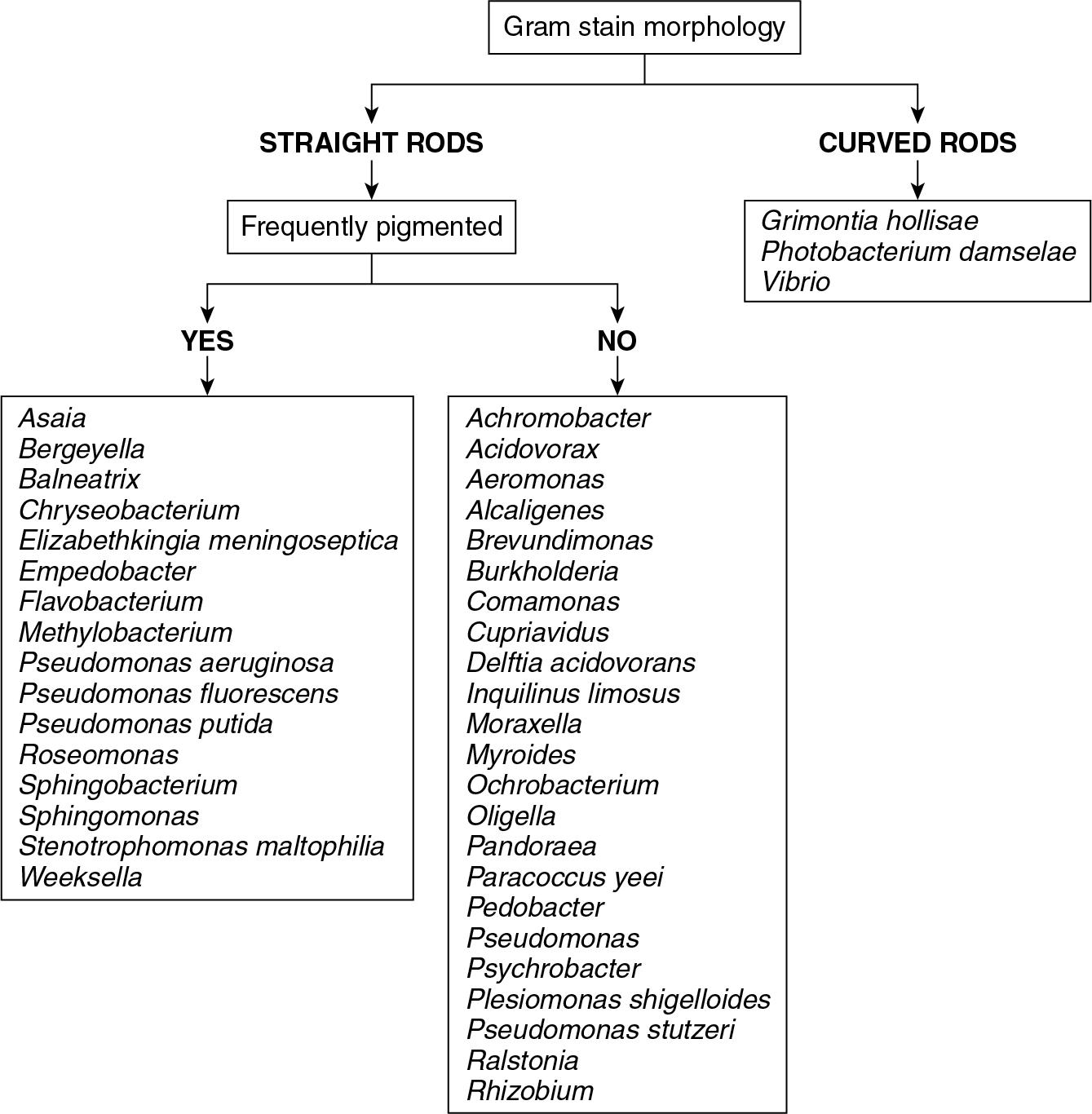 FIGURE 84.9, Algorithm for identification of oxidase positive gram-negative rods.