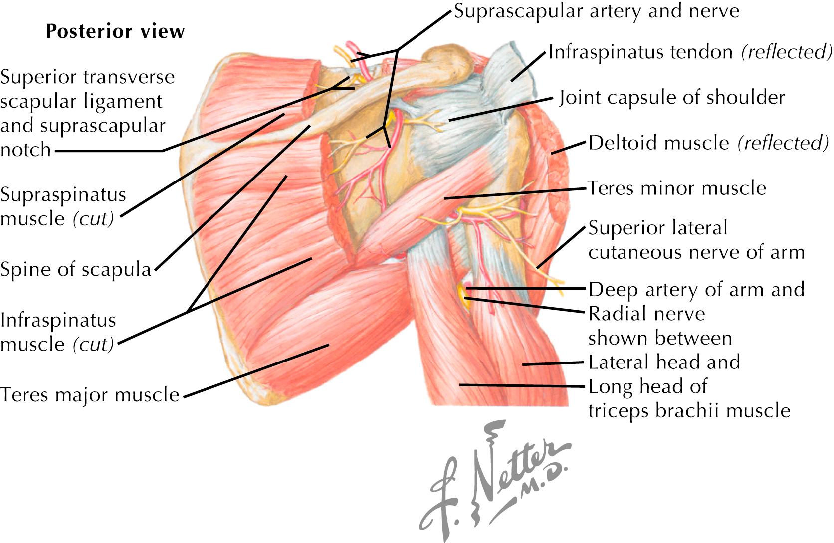 Figure 74.2, Rotator cuff anatomy.