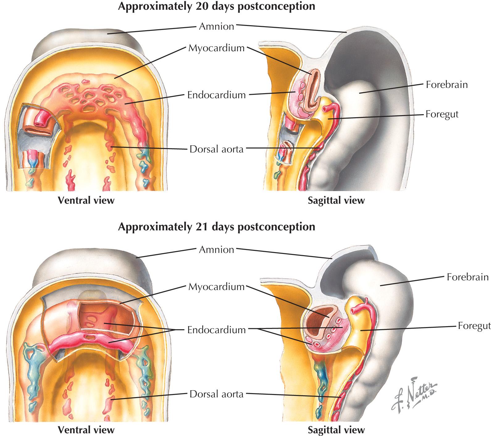 FIG 1.1, Formation of the heart tube.