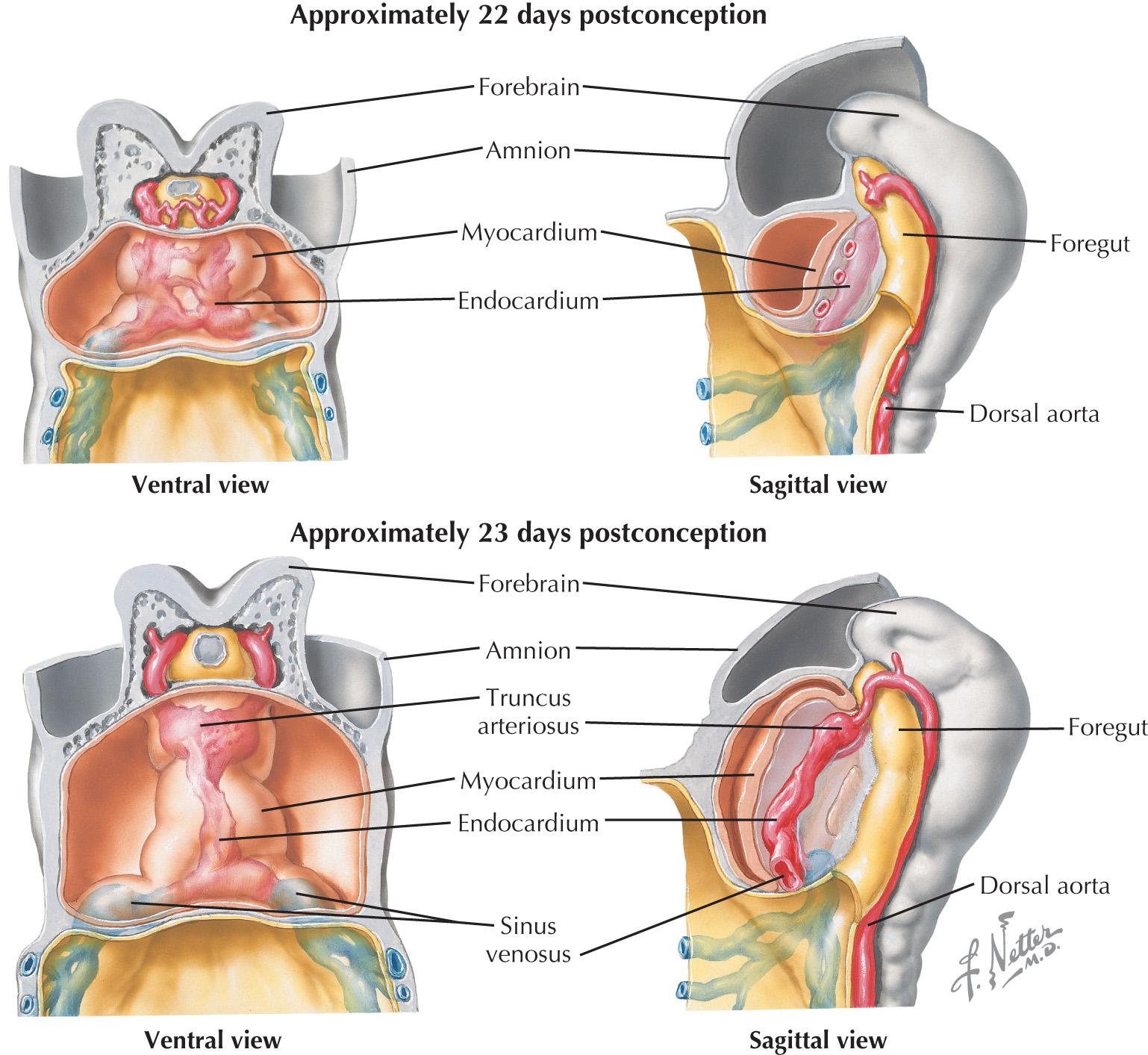 FIG 1.2, Formation of the heart tube ( continued ).