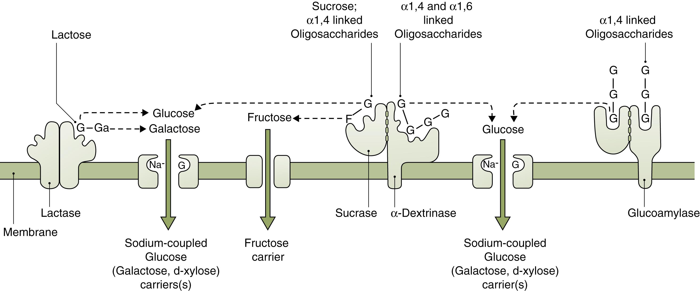 Fig. 2.3, Brush border digestion and absorption of carbohydrate. The α1,4- and α1,6-linked oligosaccharides are products of intraluminal amylase digestion of starch. Sucrase-dextrinase and sucrase-isomaltase represent the same enzyme complex. G, glucose; Ga, galactose; F, fructose.