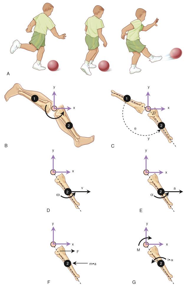 Fig. 2.1, (A) Sequence of leg positions while kicking a ball. (B) The motion of the leg in the acceleration phase of kicking in the sagittal plane at positions 1 and 2. (C) Displacement (D) and rotation (θ) of the tibia during the motion. (D) The linear (v) and angular (ω) velocity vectors. (E) The linear (a) and angular (α) acceleration vectors in the acceleration phase of kicking. (F) The linear and angular inertial forces, with the applied force (F) resisted by the inertial force (m • a) . (G) The applied moment (M) resisted by the angular inertia (I • α) .