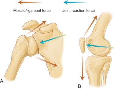 Fig. 2.2, Resulting joint reaction force at the glenohumeral (A) and patellofemoral (B) joints.