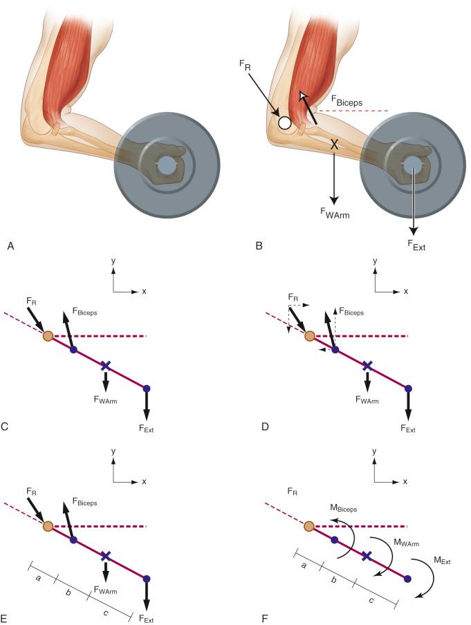 Fig. 2.4, (A) Simulation of a person performing a biceps curl. (B) The dumbbell applies an external force (F Ext ) downward in addition to the downward force due to the weight of the arm (F WArm ) . The biceps muscle generates a force (F Biceps ) to the forearm and causes a joint reaction force (F R ) at the elbow to keep the joint stabilized. (C) A free-body diagram of the forearm representing each force as an arrow , with the head of the arrow pointing in the direction of the applied force. (D) These forces are then decomposed into component vectors. (E) The varying moment arms for each force vector are identified with respect to the axis of rotation at the elbow. (F) The biceps muscle creates a counterclockwise moment (M Biceps ) to resist the clockwise moments due to the weight of the arm (M WArm ) and dumbbell (M Ext ) .