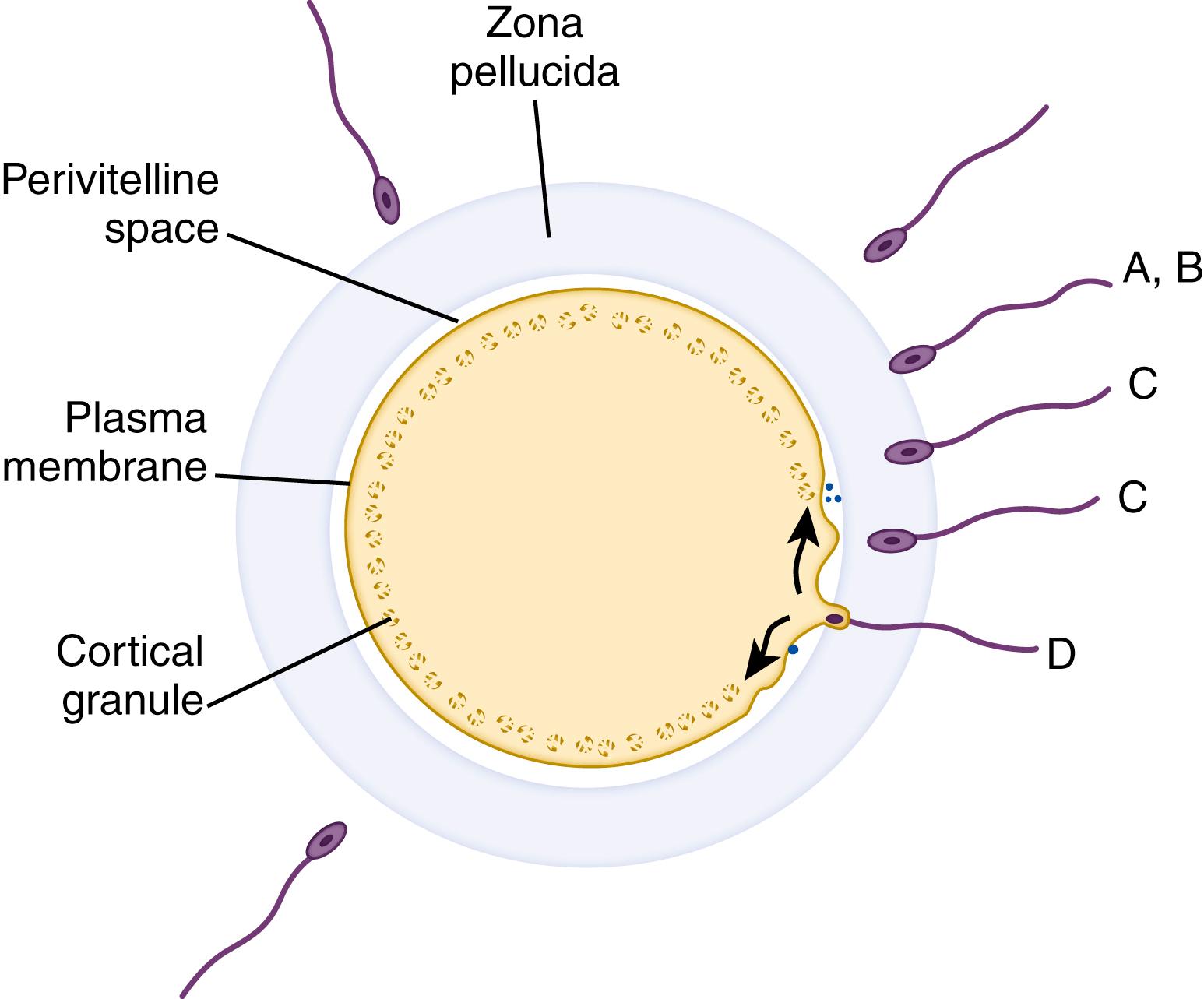 Fig. 3.3, Fertilization pathway. A and B show sperm binding and the acrosome reaction, exposing the zona pellucida to acrosomal enzymes. C depicts penetration of the enzyme-modified zona pellucida by the sperm. D shows activation of the egg, including oocyte membrane hyperpolarization and release of enzymes by the cortical granules.