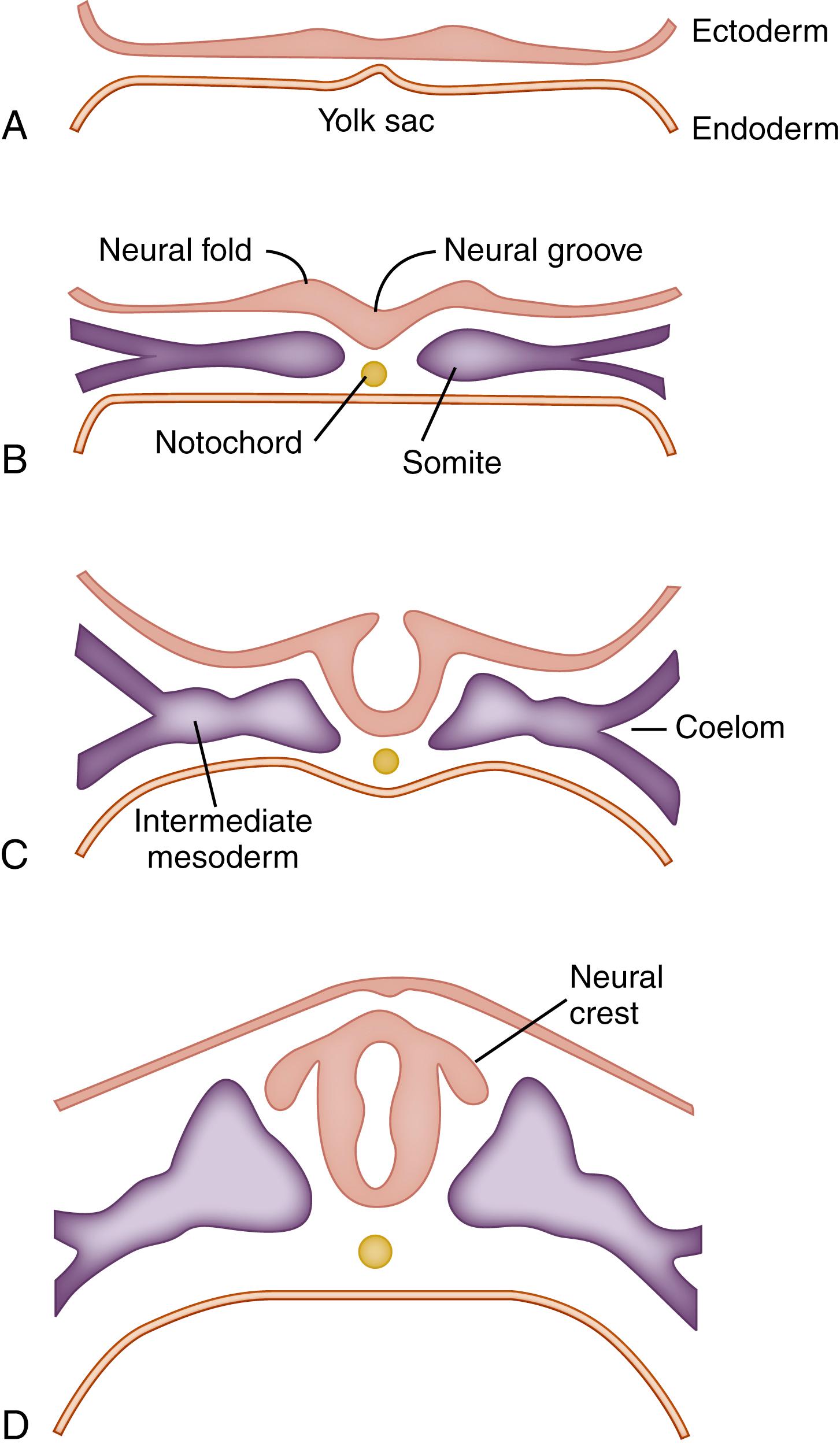 Fig. 3.5, Development of the neural tube. Approximate ages: 15 days (A), 18 days (B), 20 days (C), 23 days (D). All sections are transverse, approximately midway along the embryonic axis. Although the neural tube is completely closed in the section shown in D, the rostral and the caudal neuropores both remain open in an embryo of this age. They do not close until near the end of the fourth week.