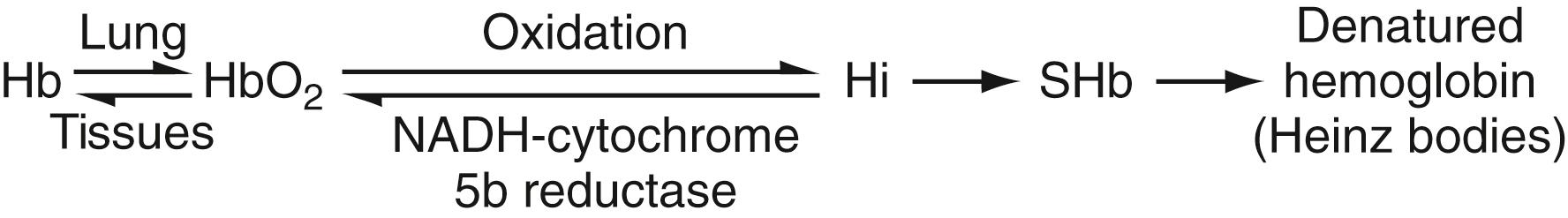 Figure 31.1, Simplified concept of oxidation of hemoglobin (Hb) to methemoglobin (Hi), as proposed by Jandl (1996) . Reversible binding and release of oxygen occur in lungs and tissues; oxidation of ferrous ions and formation of Hb are reversible in the red cell to a limited extent; continued oxidation leads to irreversible conformational changes and sulfhemoglobin; still further oxidation results in denaturation of the Hb and precipitation within the erythrocyte as Heinz bodies. HbO 2 , Oxyhemoglobin; NADH, reduced nicotinamide adenine dinucleotide; SHb, sulfhemoglobin.