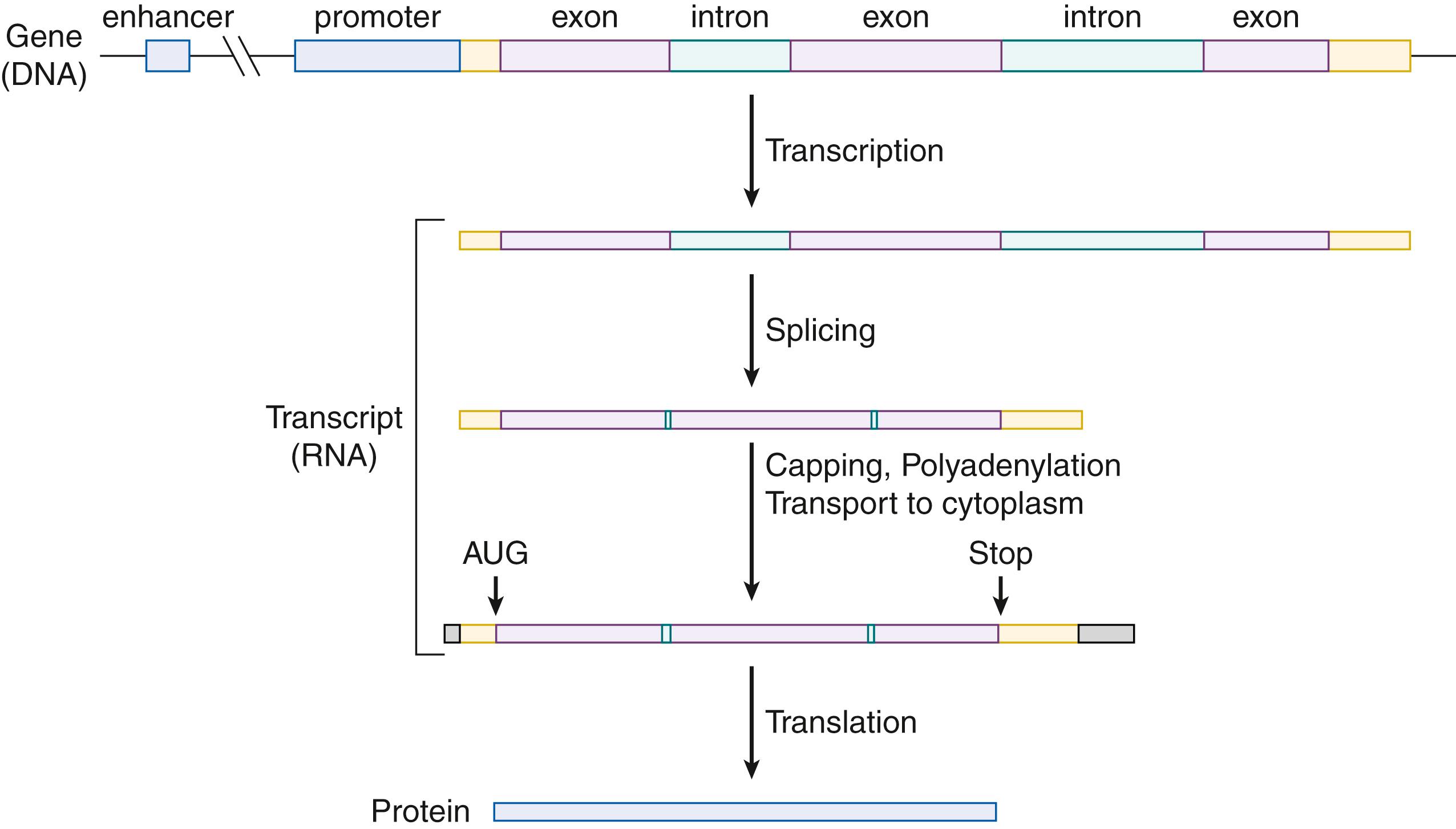 Fig. 1.1, Gene structure (top) and the flow of genetic information from DNA to protein. Tan boxes indicate the regions of exons that do not encode amino acid sequences; gray boxes indicate posttranscriptional modifications. AUG is a codon that specifies the amino acid methionine and is also used to specify the first amino acid of a protein.