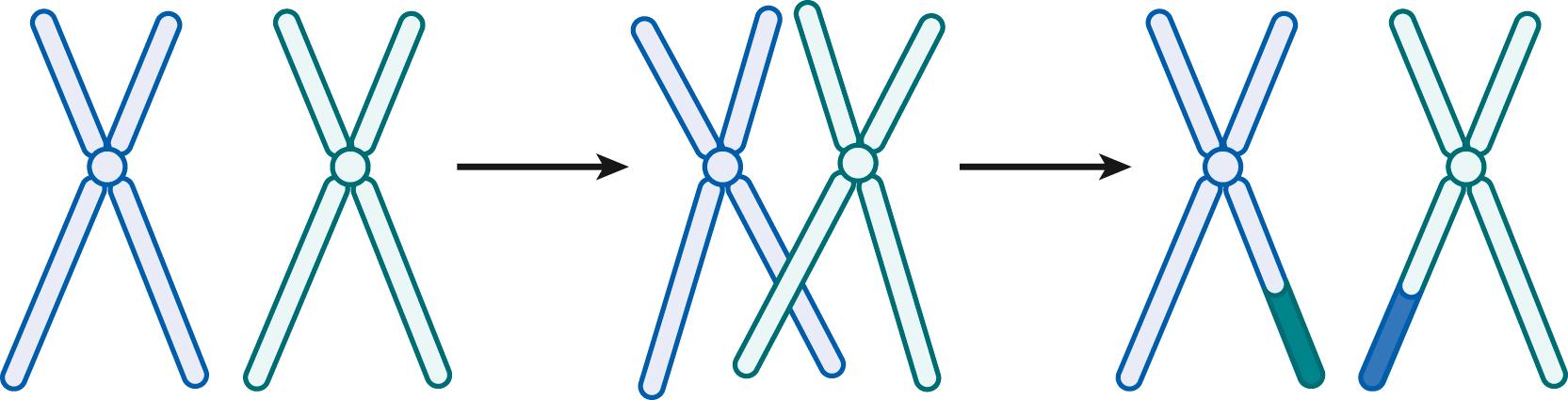 Fig. 1.3, Recombination. In this simplified view of recombination, the two members of a homologous pair of chromosomes line up during the first meiotic prophase. Segments of the two chromosomes “cross over,” and breakage and rejoining of the DNA strands occur.