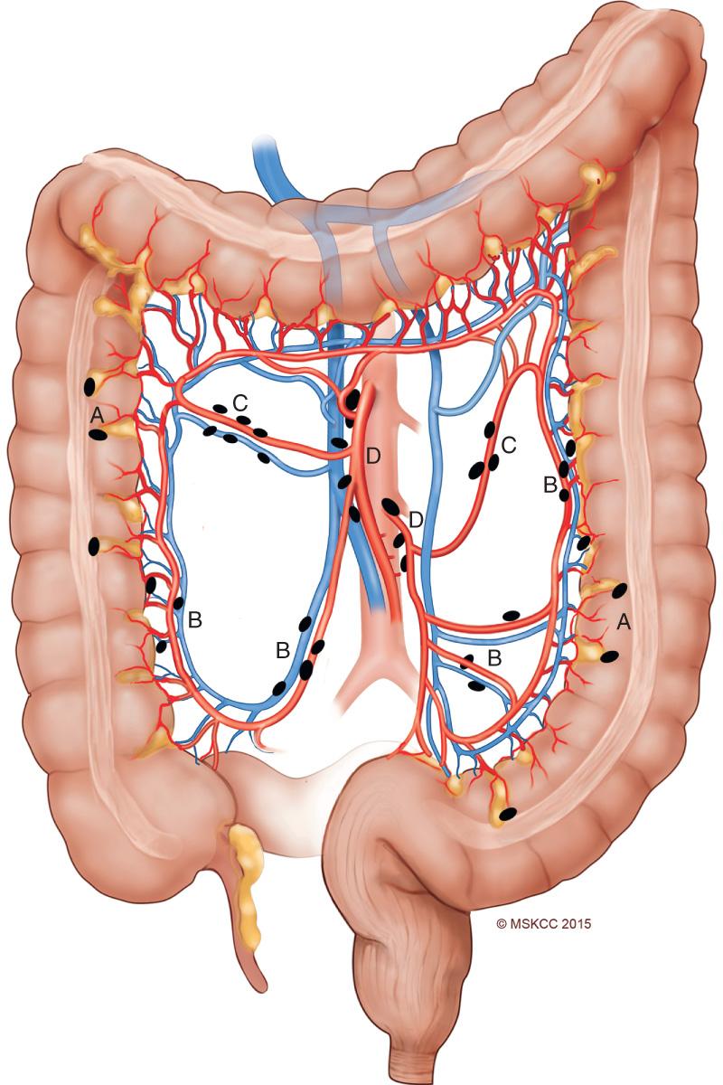 FIGURE 166.1, Anatomy of the colon. Epicolic (A), paracolic (B), intermediate (C), and apical (central) (D) lymph nodes are indicated.