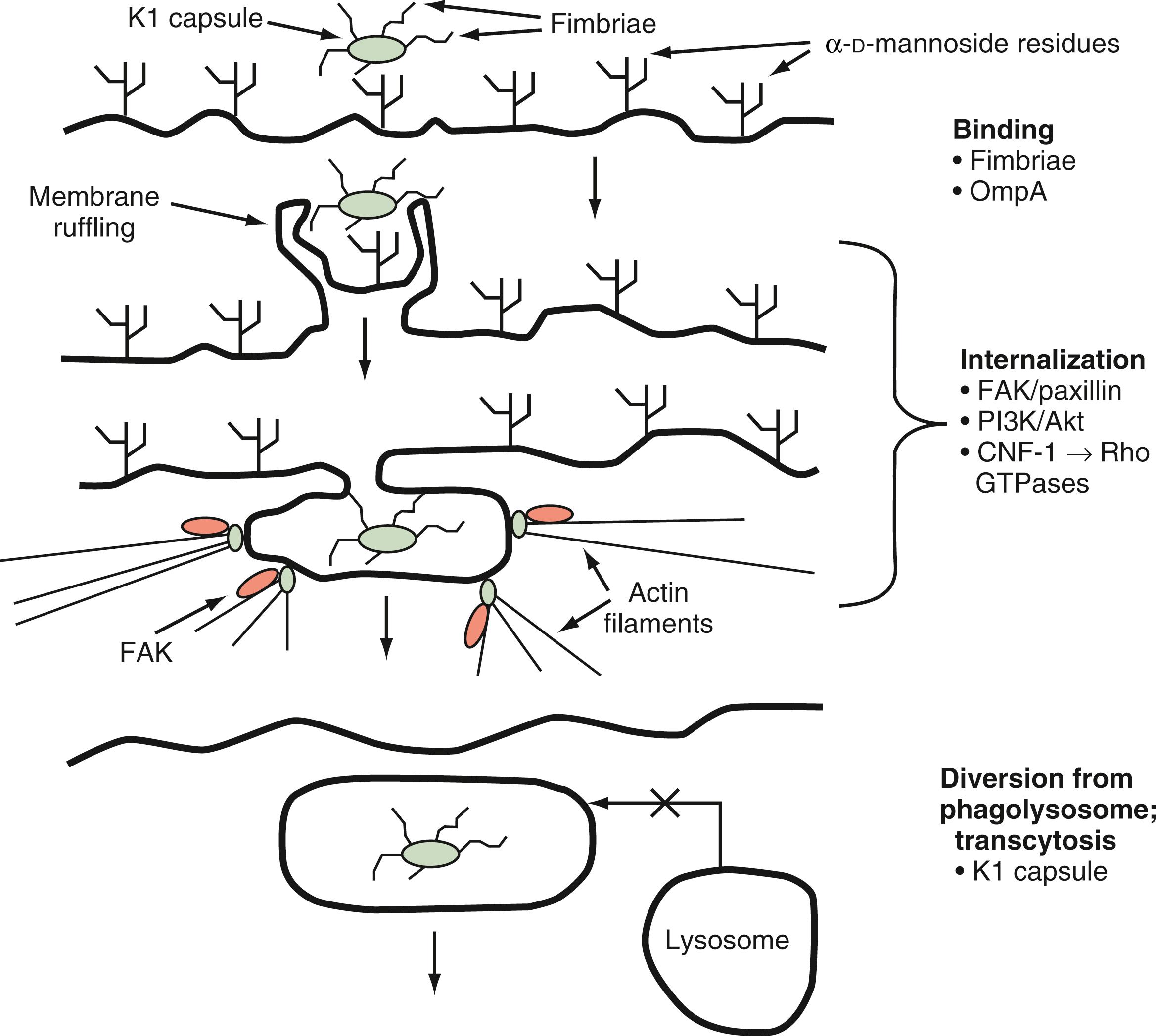 Figure 52.2, Summary diagram of Escherichia coli K1 binding and invasion of the blood-brain barrier.