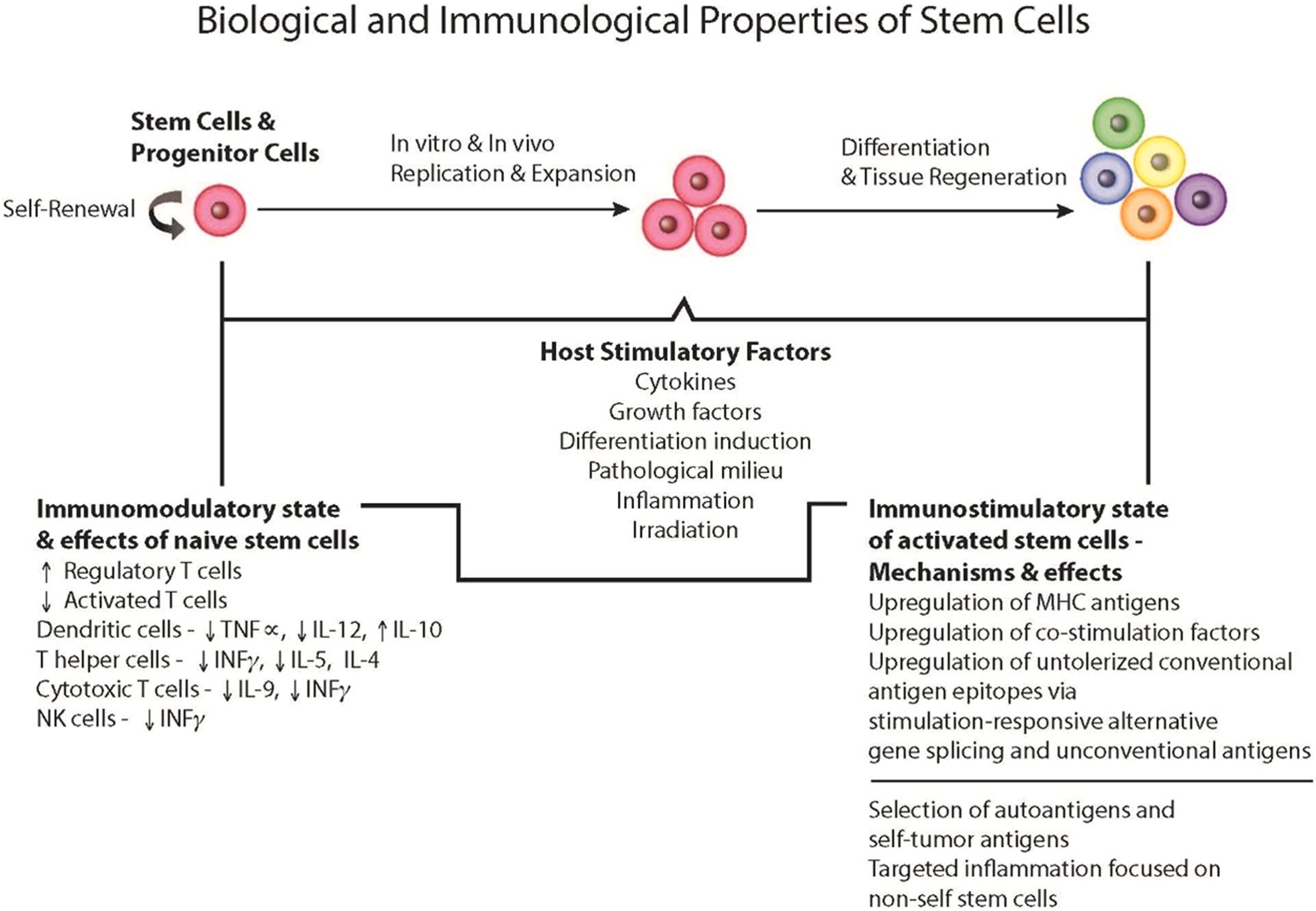 Figure 21.1, Biological and immunological properties of stem cells. General properties of stem cells include self-renewal, in vitro and in vivo replication and expansion, and in vivo differentiation and tissue regeneration. Naive embryonic stem cells and mesenchymal stem cells function to modulate and dampen the native and acquired immune responses of the host through cytokine-mediated interactions with various populations of lymphocytes (B cells, T helper cells, cytotoxic T cells, and natural killer [NK] cells) and dendritic cells and macrophages. Stem cells also respond to perturbations of the host by proliferation and differentiation, which may result in tissue repair and regeneration. Concomitantly, stem cells are exposed to several host factors leading to their activation. In the process, the phenotype and functional properties of the stem cells are changed, as mediated and manifested by upregulation of major histocompatibility complex (MHC) class I and II molecules, costimulation factors, and conventional antigen epitopes via alternative gene splicing. One consequence is that the stem cells undergo stimulation-responsive splicing for the selection of autoantigens and self-tumor antigens. However, if the stem cells are nonself (allogeneic or xenogeneic), they also become subject to targeted immune and inflammatory responses by the host. IL , interleukin; INF , interferon; TNF , tumor necrosis factor.