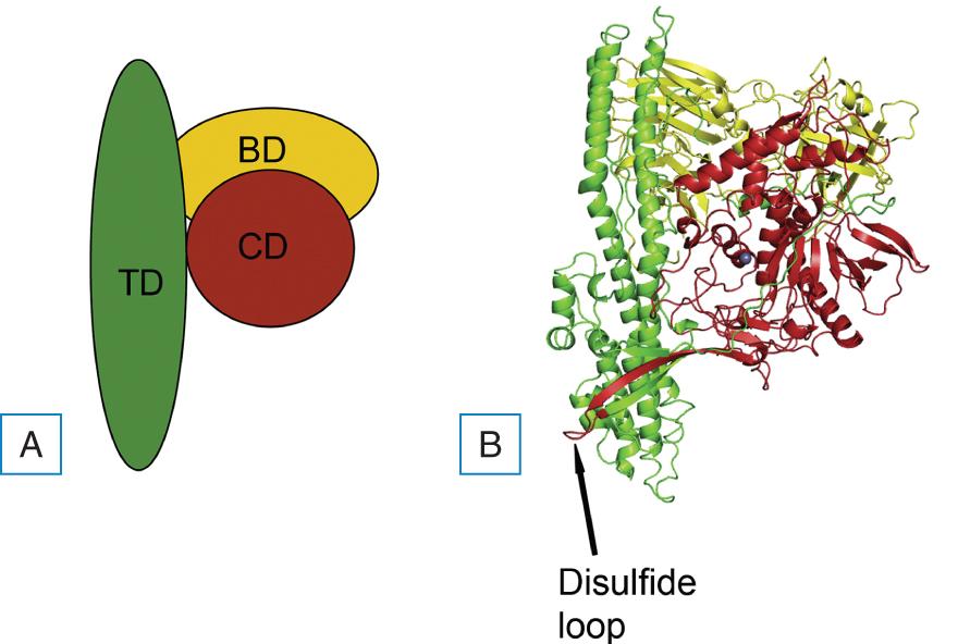 Fig. 8.1, A, The catalytic, translocation, and binding domains are depicted in red, green, and yellow, and labeled CD, TD, and BD, respectively. B, Ribbons representation of Botulinum Toxin E.