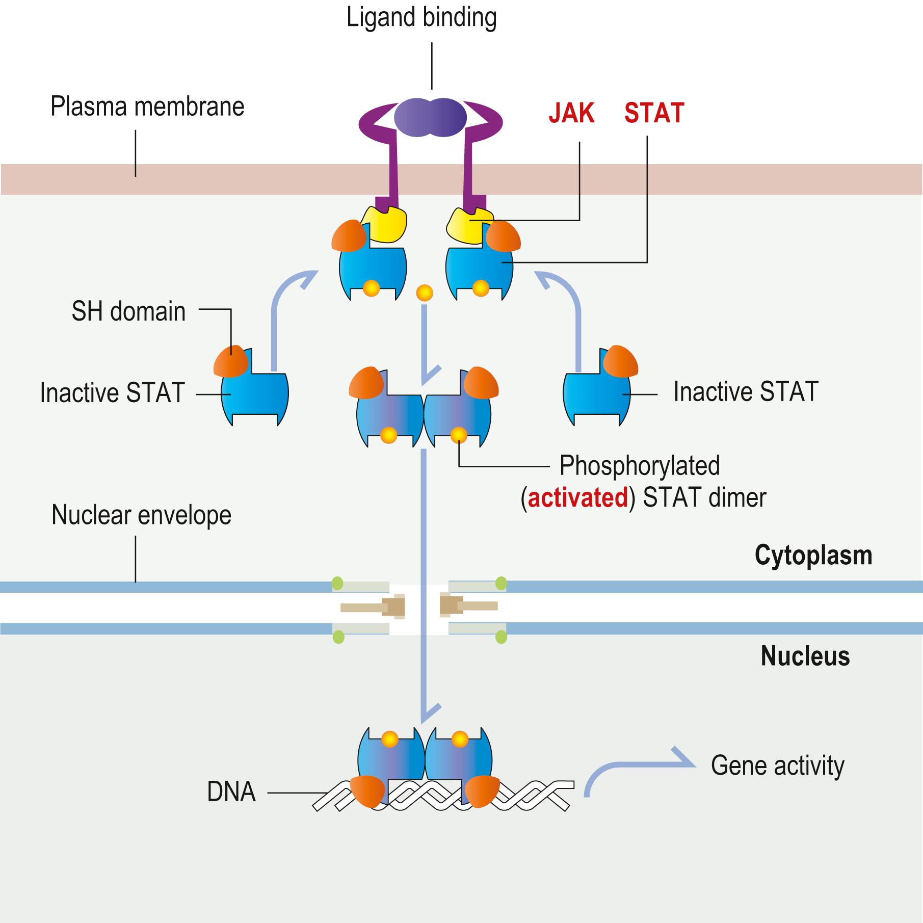 Fig. 1.11, The JAK–STAT signalling pathway. Ligand binding to a receptor leads to the attachment of the inactive transcription factor STAT, present in the cytosol, to the receptor-associated JAK protein tyrosine kinase via their SH2 domains. Phosphorylated STAT dimerizes and translocates to the nucleus where it activates transcription of target genes