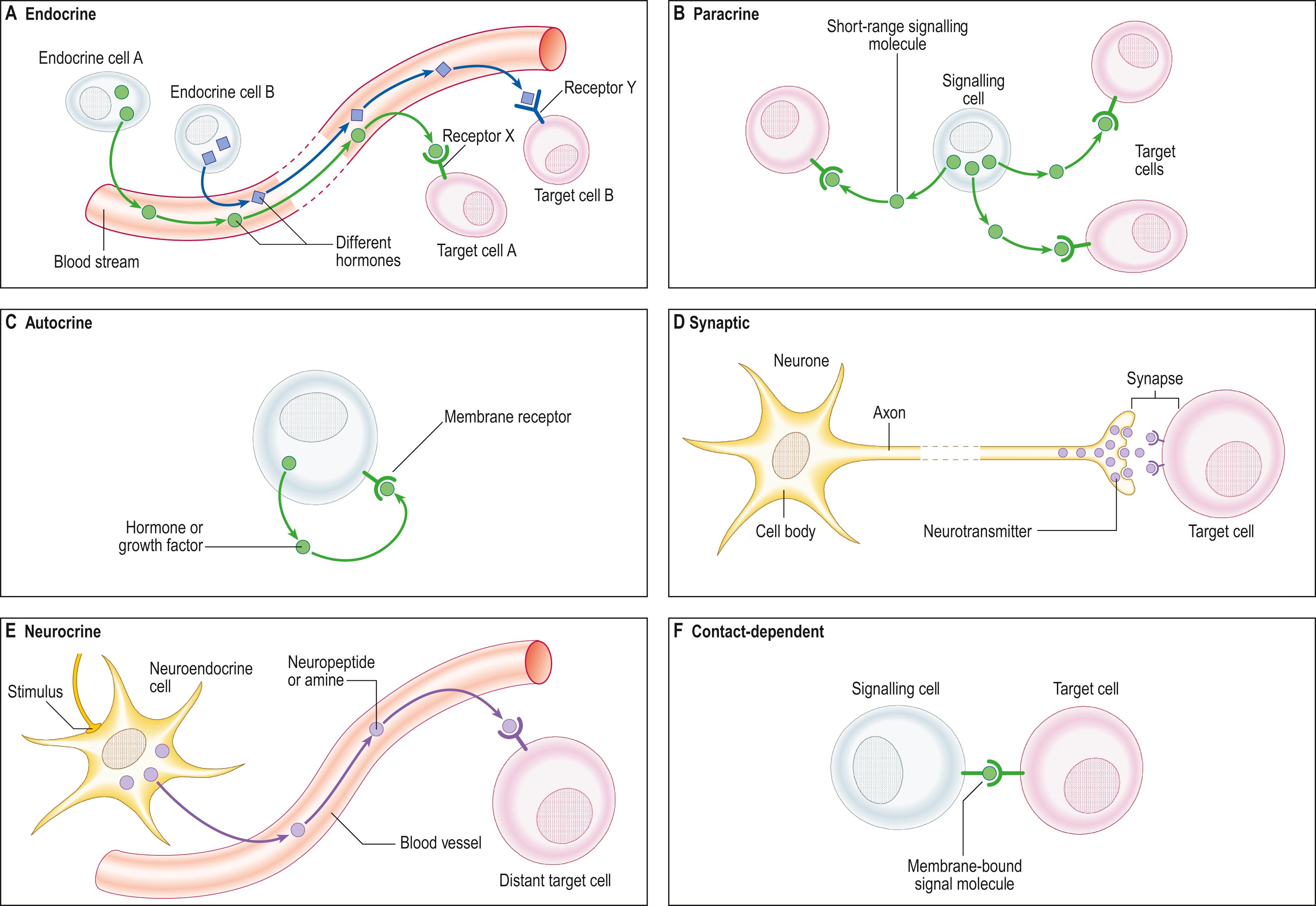 Fig. 1.9, The different modes of cell–cell signalling.