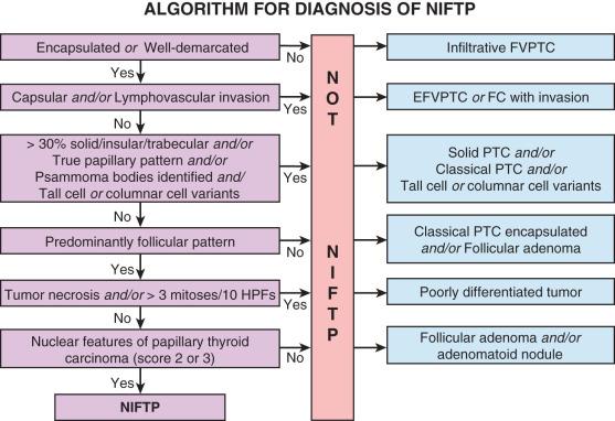 FIGURE 24.19, Algorithm for the diagnosis of NIFTP. EFV , Encapsulated follicular variant; FC , follicular carcinoma; FV , follicular variant; HPF , high power fields; NIFTP , noninvasive follicular thyroid neoplasm with papillary-like nuclear findings; PTC , papillary thyroid carcinoma.