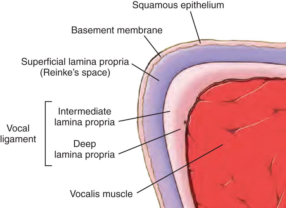 Fig. 77.1, Coronal view of the layers of the vocal fold.