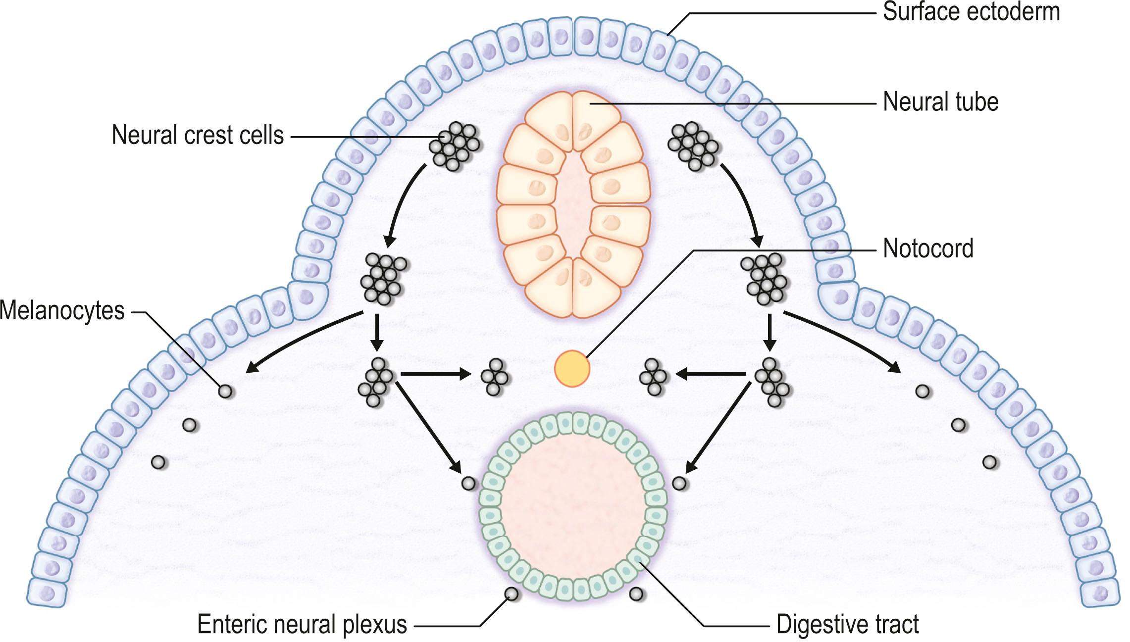 Figure 29.1, The human embryo at 3–4 weeks.