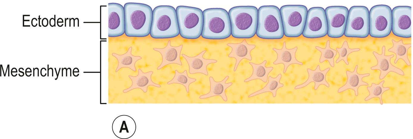 Figure 29.2, Development of the skin. (A) The 5th week of fetal life. (B) The 7th week of fetal life. (C) The 4th month of fetal life. (D) At birth.