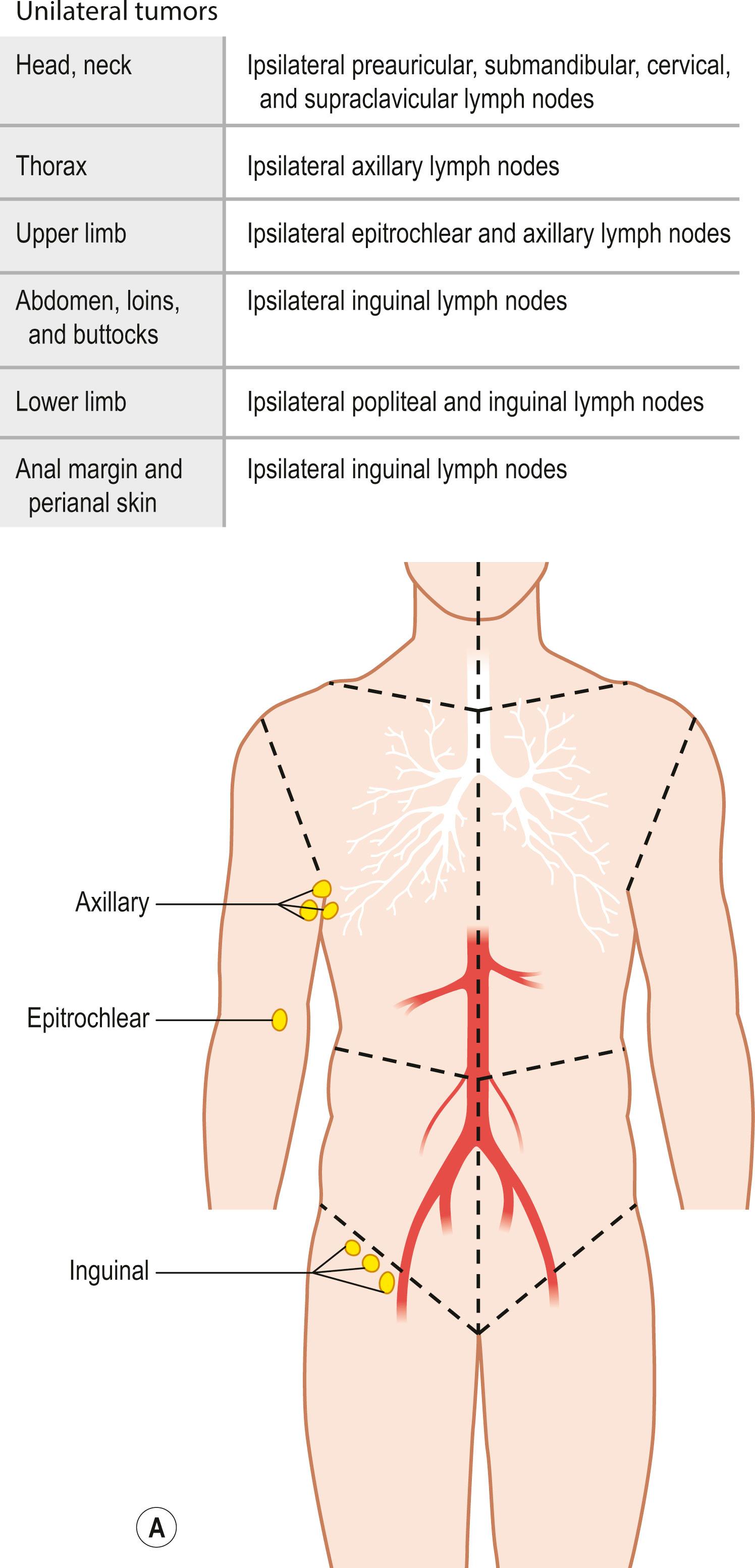 Figure 29.5, (A,B) The regional lymph nodes, as described by the Union for International Cancer Control (UICC).