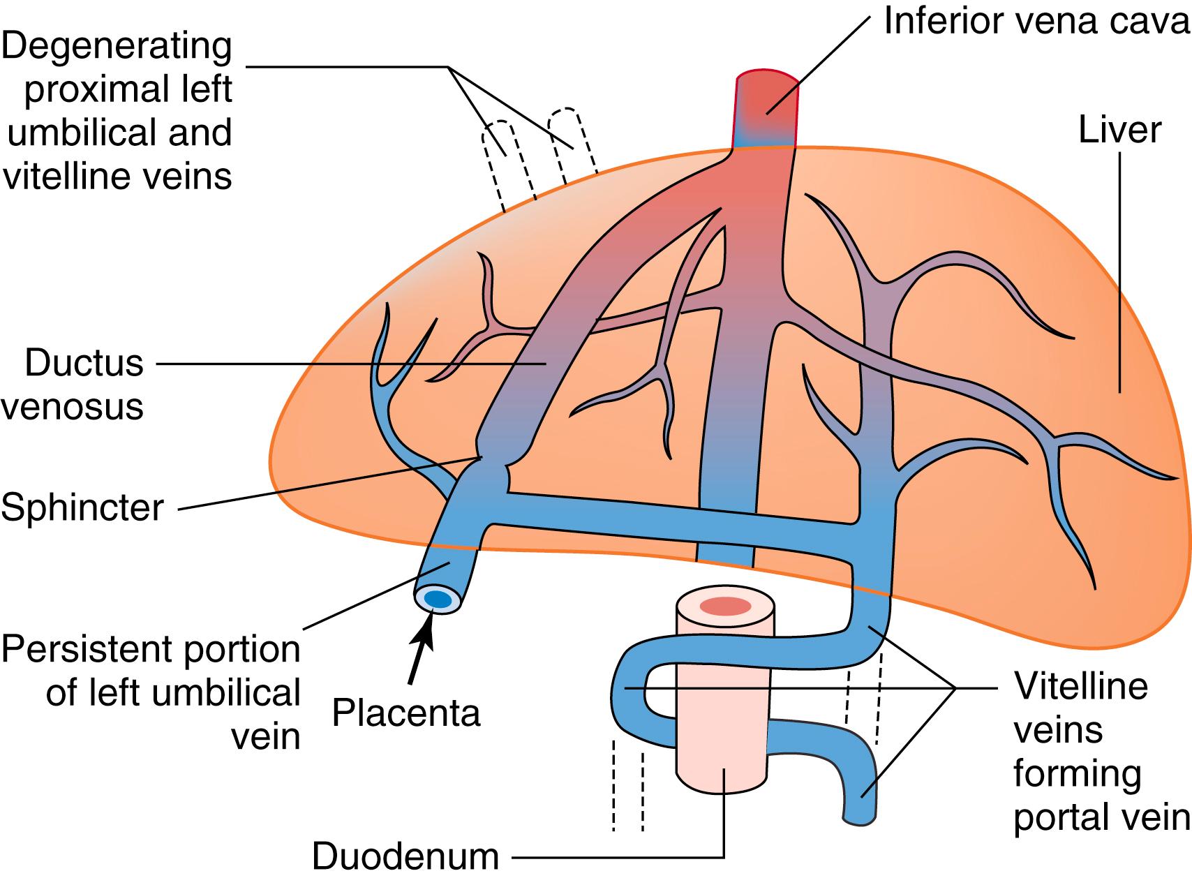 Fig. 89.1, Dorsal view of the liver demonstrating the venous circulation at 7 weeks gestation. Note the path from the umbilical vein through the ductus venosus to the inferior vena cava and the vitelline veins forming the portal vein.