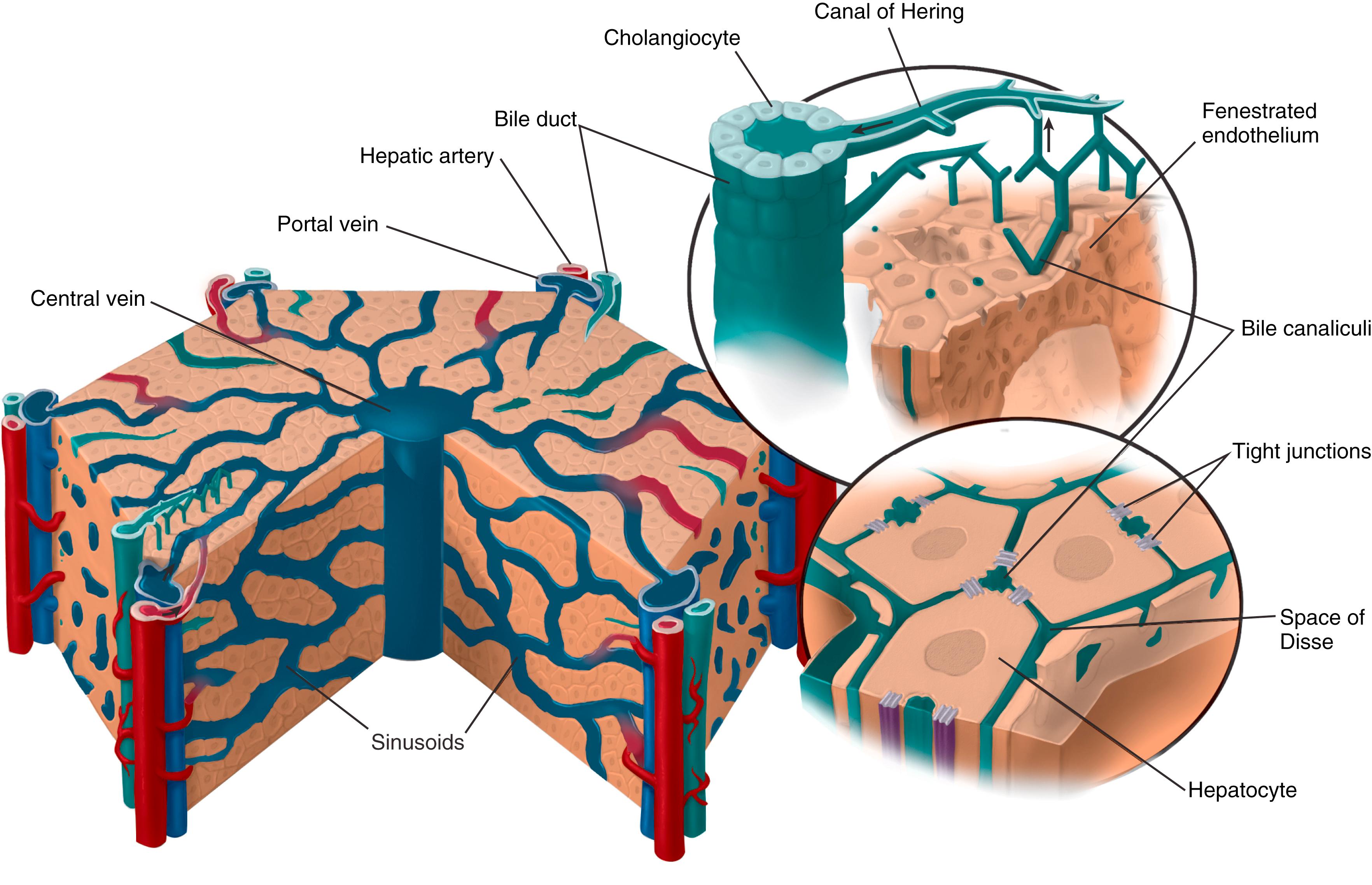 Fig. 89.2, Schematic view of the liver lobule. The central vein is shown in the center of the lobule, separated by cords of hepatocytes forming sinusoids from six portal areas at the periphery. The portal areas contain a portal vein, hepatic artery, and bile duct. Blood flows toward the center of the lobule, while bile flows toward the portal triads at the margins. Note the hepatic artery providing oxygenated blood to the hepatic sinusoids and the peribiliary plexus. The top inset provides a more detailed view of the fenestrated endothelium and the connections between intercellular canaliculi and the canals of Hering. The lower inset emphasizes the separate basolateral and canalicular membranes, as well as the junctional complexes.