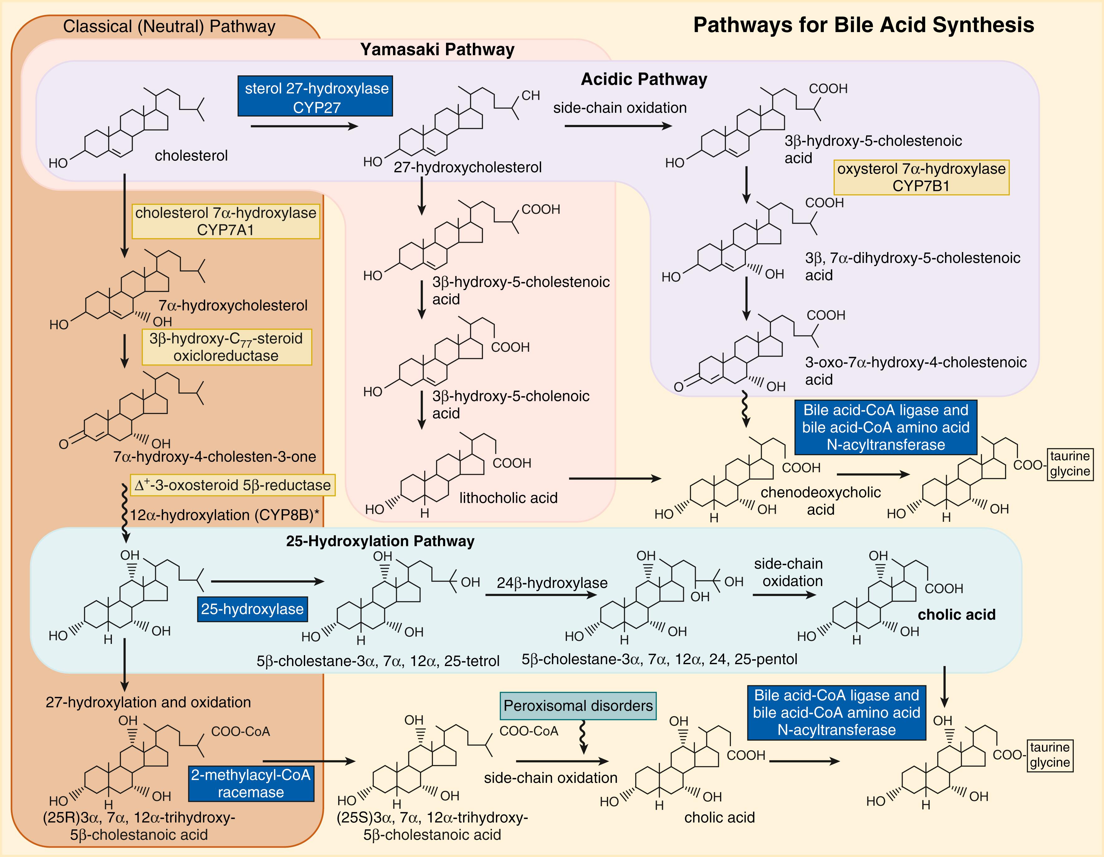 Fig. 89.3, The classic and alternative bile synthetic pathways. Known defects in sterol modification are highlighted in yellow . Known defects in side-chain modification are highlighted in dark blue boxes .