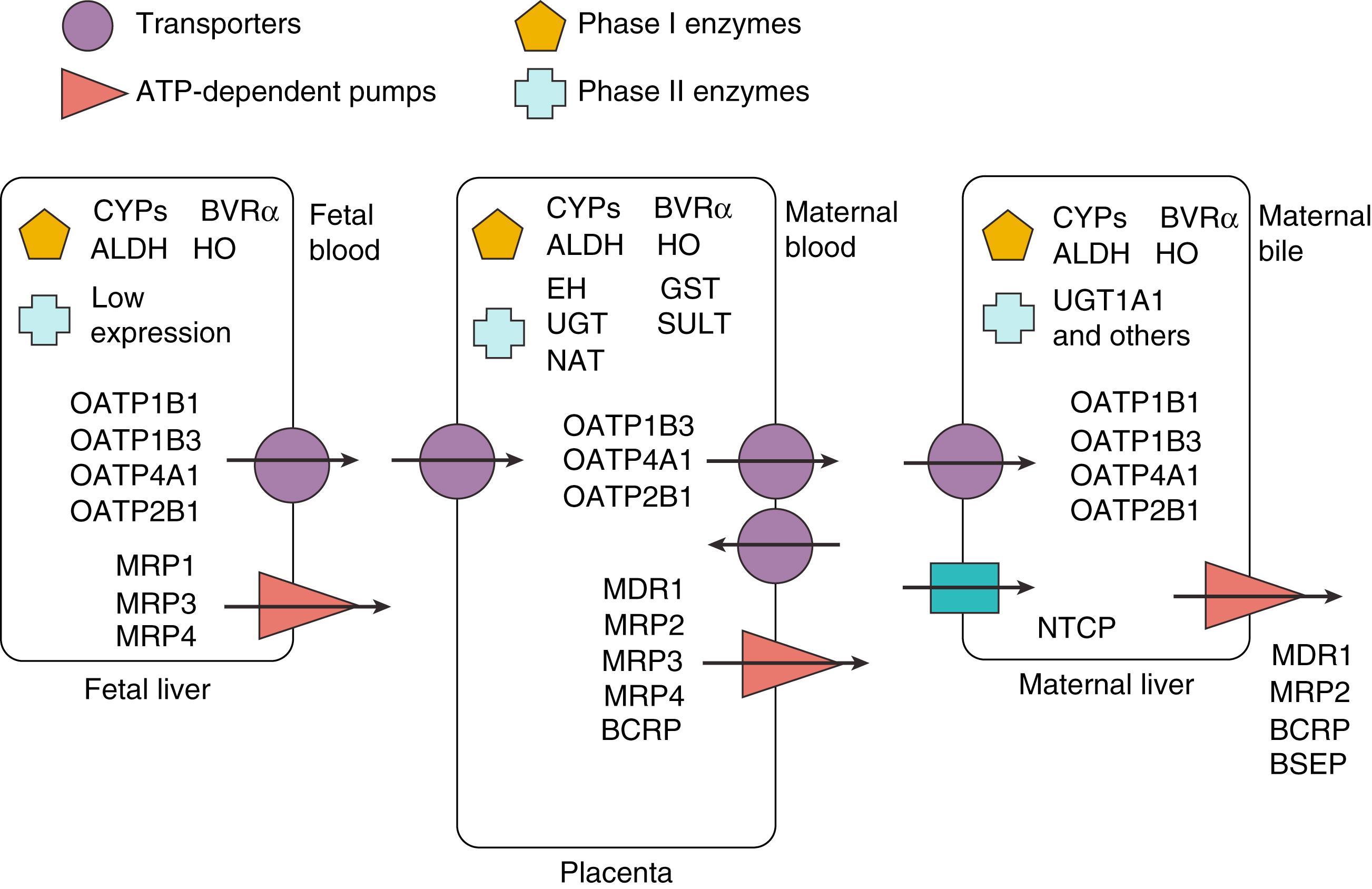 Fig. 89.6, The fetal-maternal hepatic excretory pathway: schematic representation of enzymes and transporters, adenosine triphosphate (ATP) -dependent pumps, and phase I and II enzymes involved in excretion of biliary compounds during intrauterine life. ALDH, Aldehyde dehydrogenase; BCRP, breast cancer resistance protein; BSEP, bile salt export pump; BVR, biliverdin reductase; CYP, cytochrome P450 enzyme; EH, epoxide hydrolase; GST, glutathione-S-transferase; HO, heme oxygenase; MDR, multidrug resistance protein; MRP, multidrug resistance–associated protein; NAT, N-acetyltransferase; NTCP, sodium-taurocholate cotransporting polypeptide; OATP, organic anion-transporting polypeptide; SULT, sulfotransferase; UGT, UDP-glucuronosyltransferase.