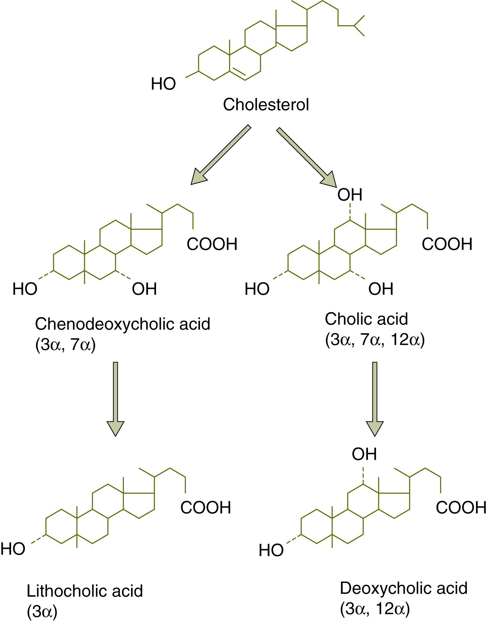 Fig. 3.1, Primary bile acids synthesized in liver from cholesterol, and the secondary bile acids produced by bacterial 7α-dehydroxylation.