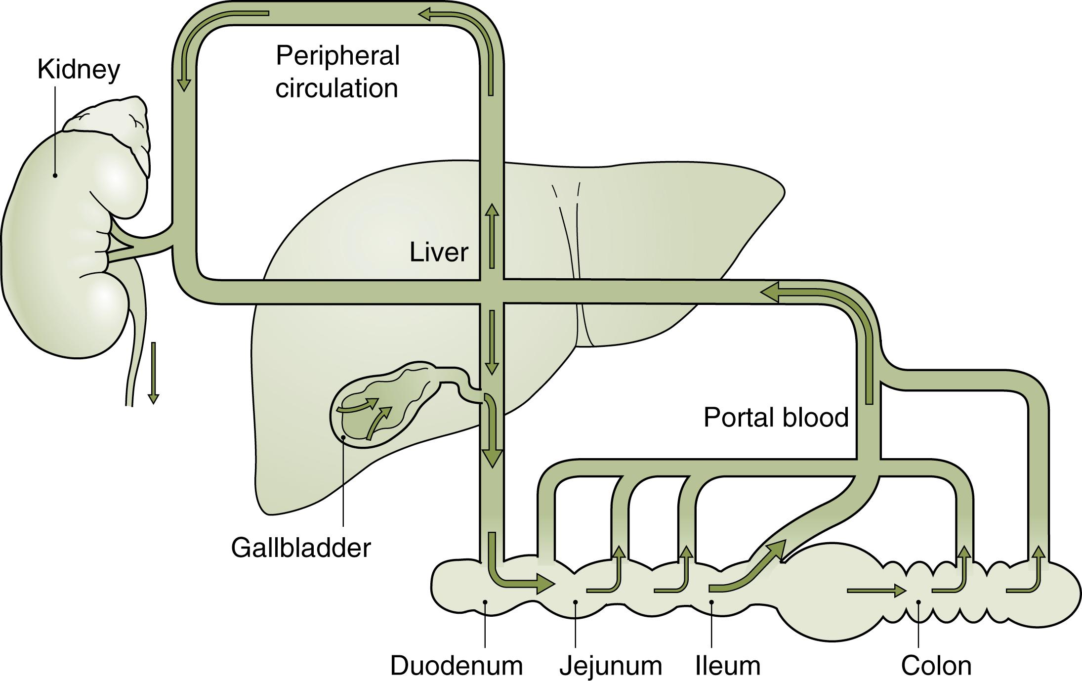 Fig. 3.2, The Enterohepatic Circulation of Bile Acids.