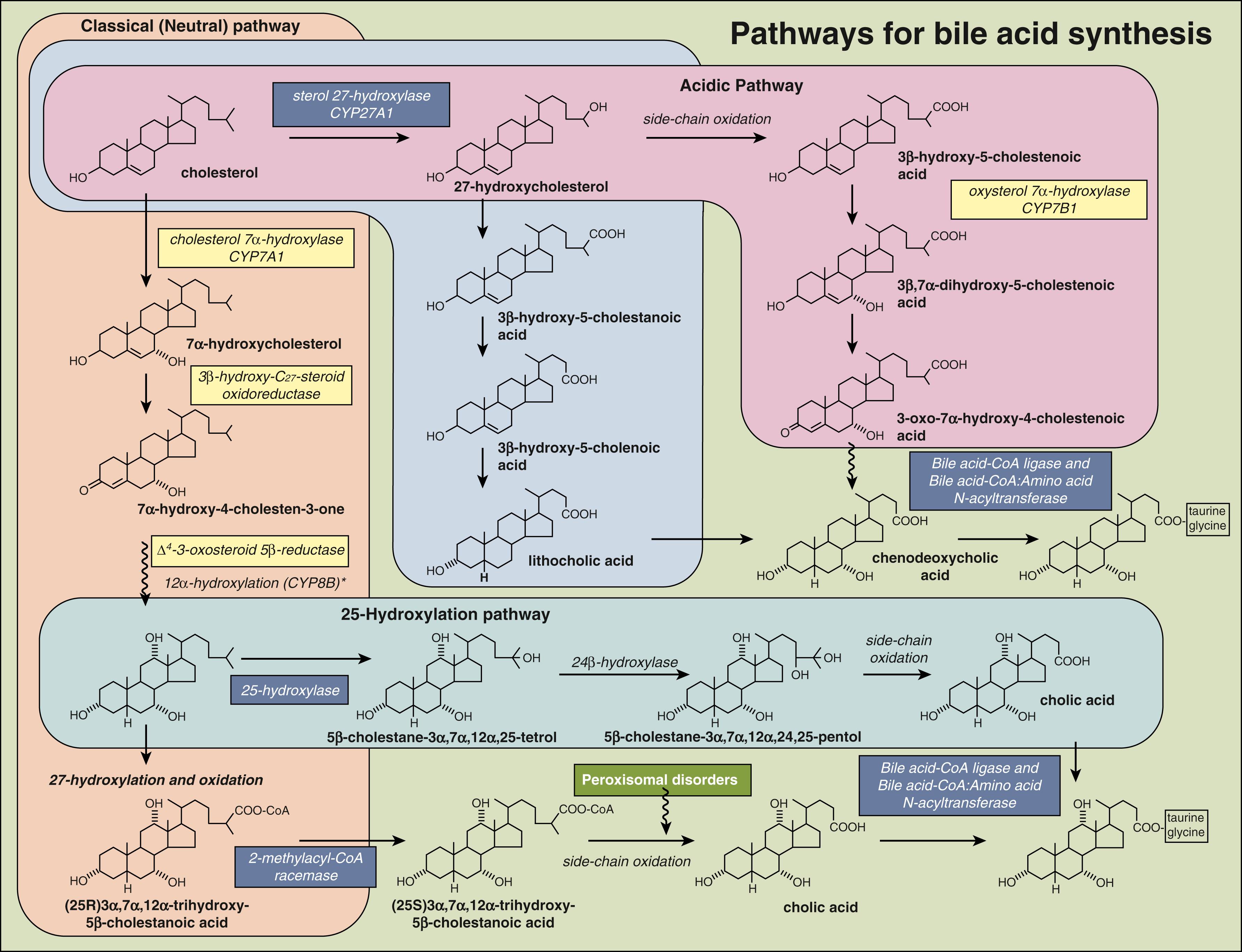 Fig. 3.4, Metabolic pathway for the biosynthesis of the primary bile acids in the classical or “neutral” pathway and the alternative or acidic pathway. Recognized inborn errors are shown in boxes in the pathways. Reproduced with permission from Springer Science + Business Media.